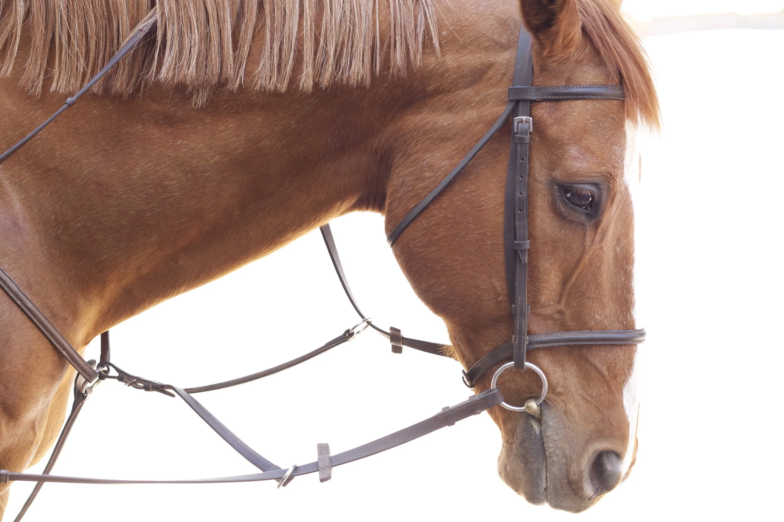 best horse photo.jpg