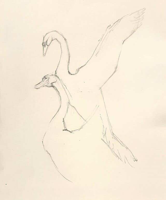 #study #swans 
#pencil #pencildrawing #art #sketch #monochrome #paper #one #animals #outdoors #indoor #inspiration #artista #artist