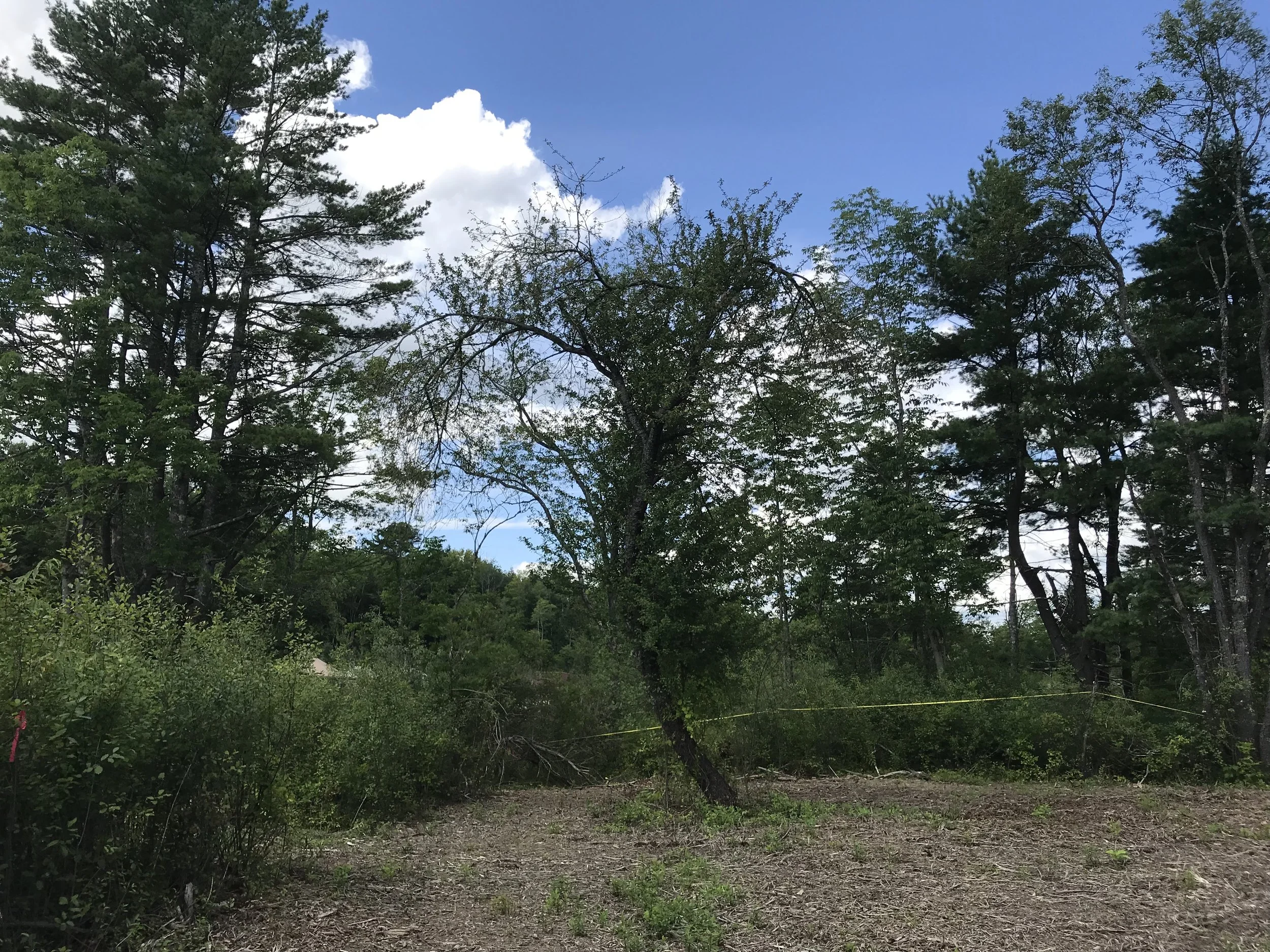 Episode 4: Site, Orientation &amp; Daylight Planning