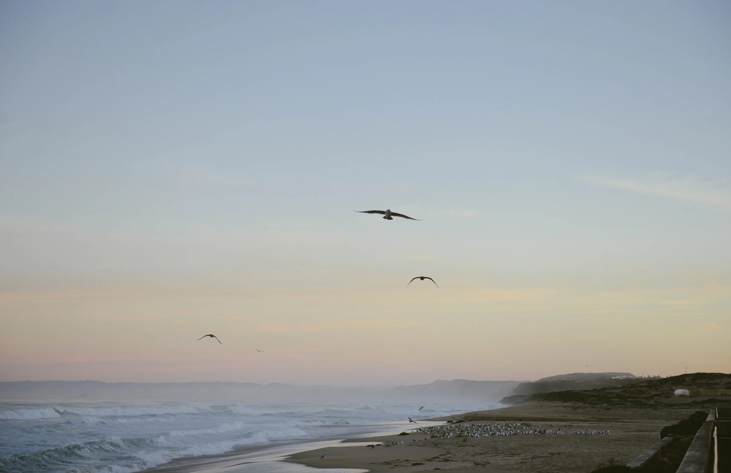 Birds in Monterey_11x17.jpg