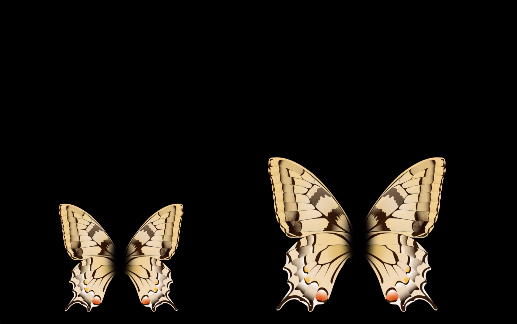 Corsican swallowtail, Papilio hospiton