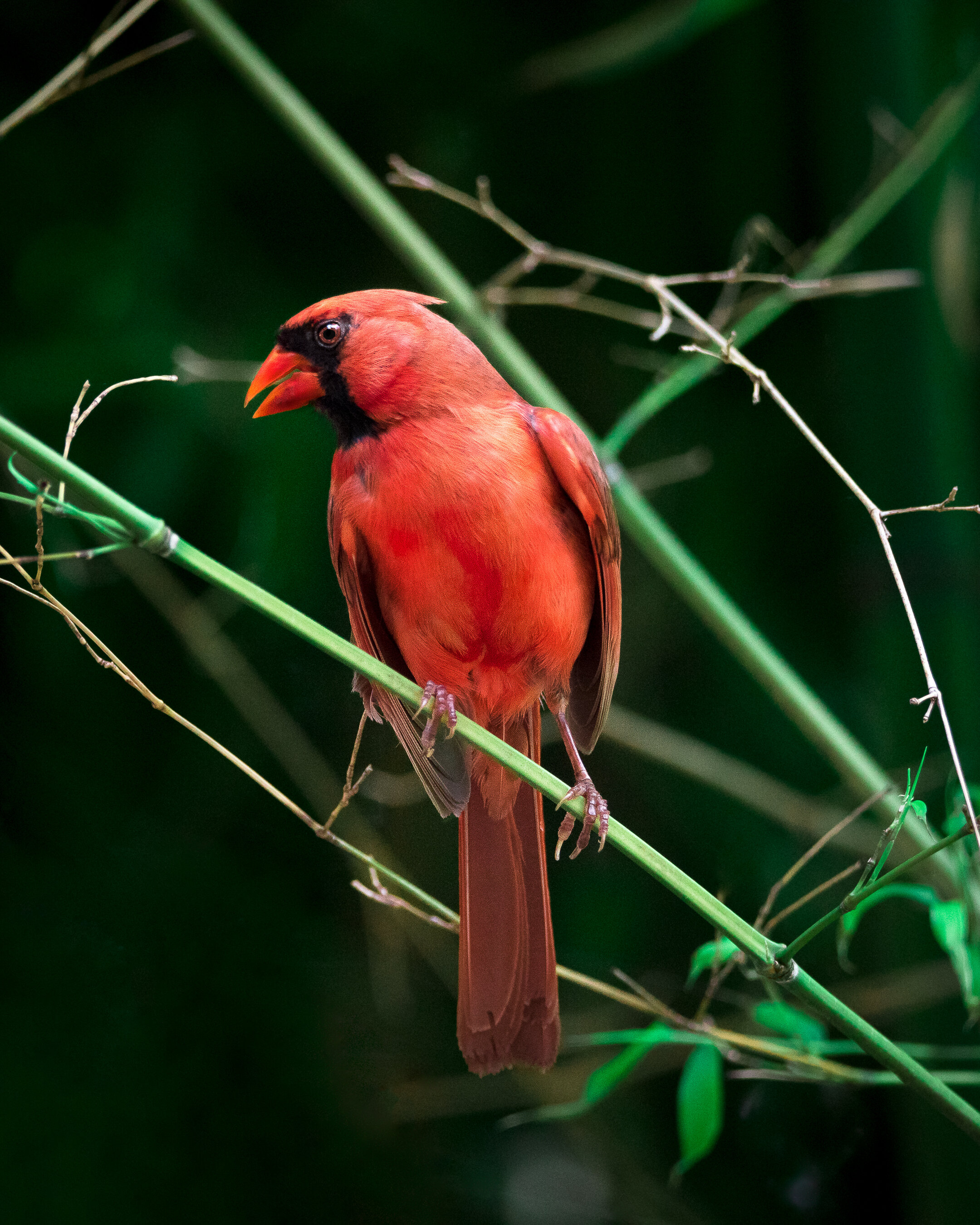 cardinal_zoo-2.jpg