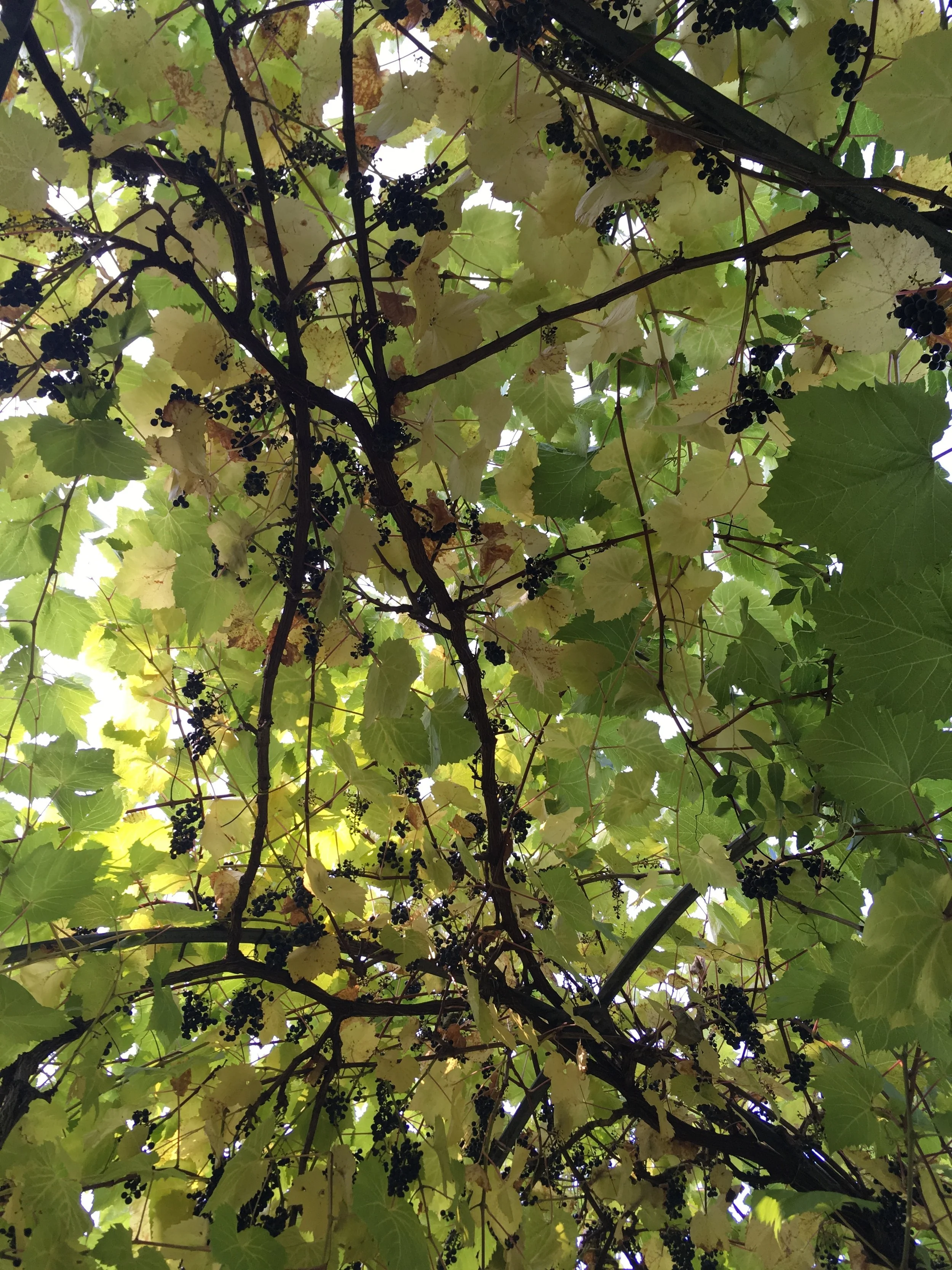  The natural shapes and textures that inspire my work, like the branches of this tree, laden with black grapes. 