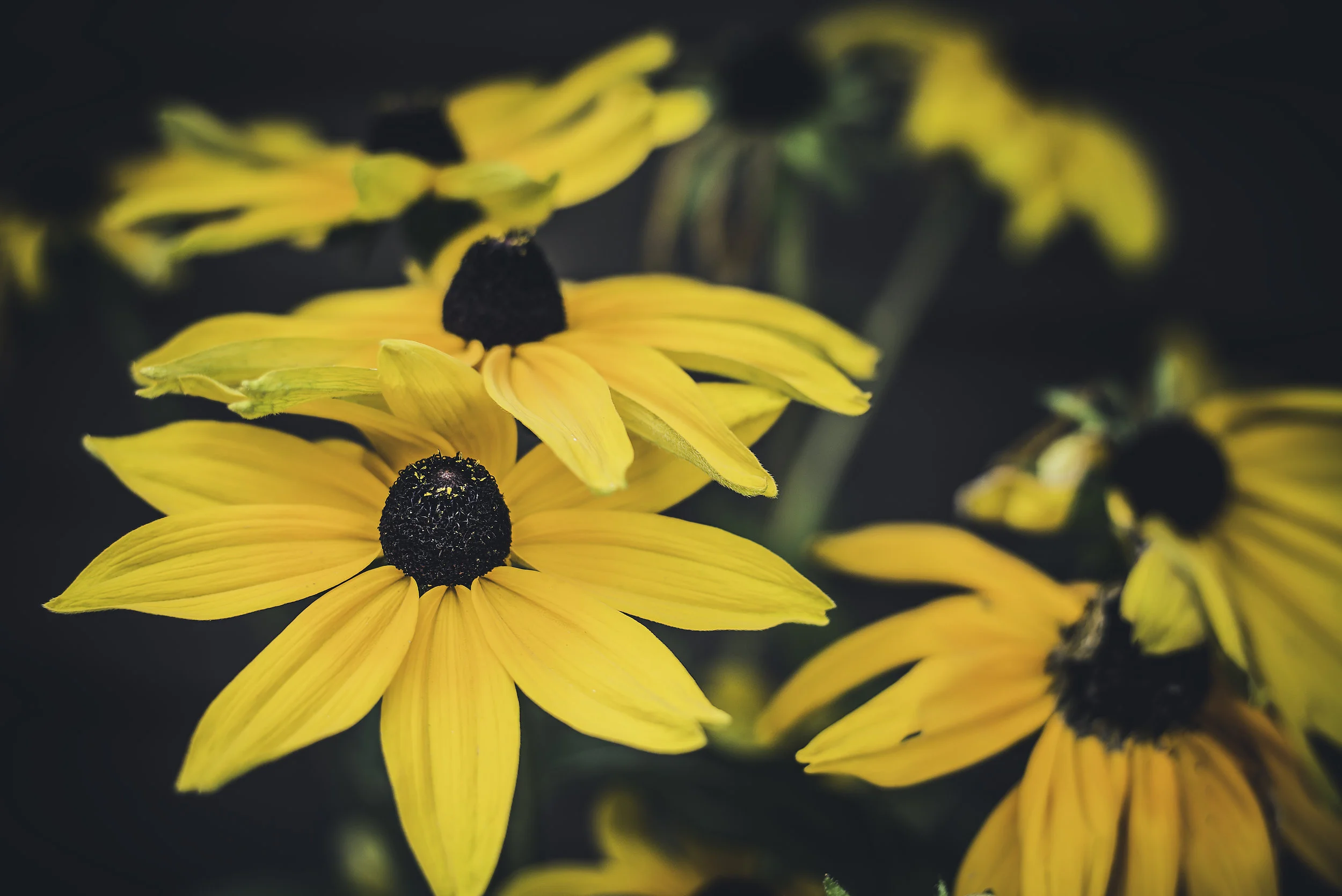 World Mental Health Day: reasons to be cheerful