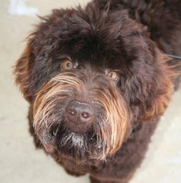 ourdogs~~element210.jpg