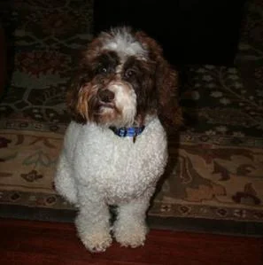 ourdogs~~element193.jpg