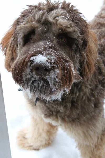 Koda_Dec_2010_400x600.jpg