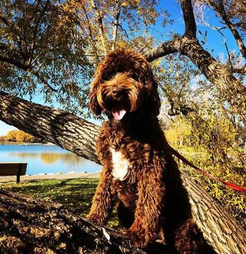 Lil Deuce Coupe aka Cooper