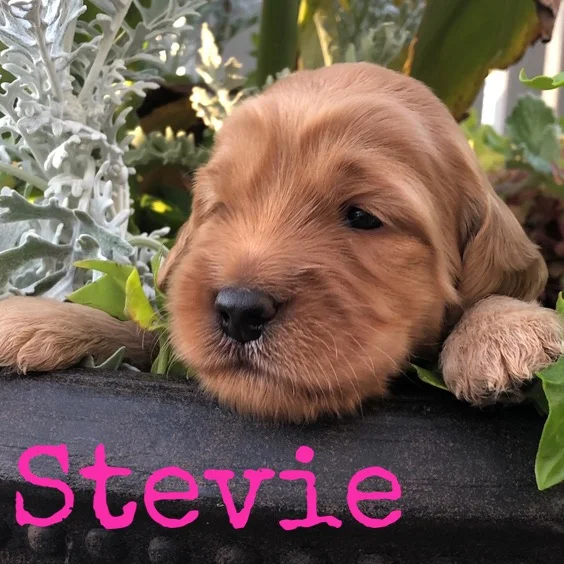 Coulee's Juno x CVL's Fenway ROCK!