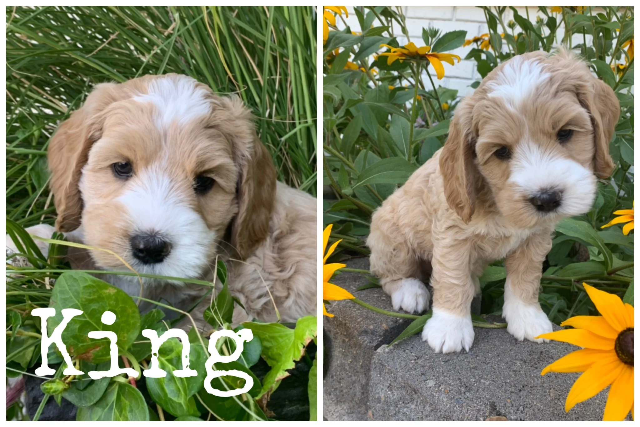Coulee’s Marley x Doodle Around’s Pinyin aka Panda Pups🐾