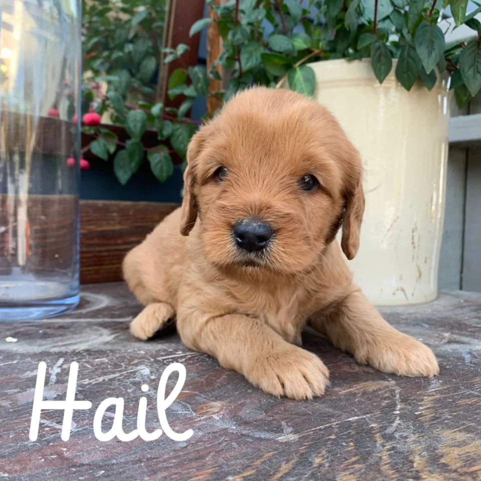 Coulee’s Juno x CVL Fenway Babies ROCK 4 week Photo Shoot!!