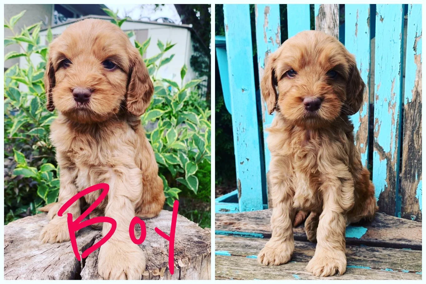 Chula x Fenway Babies 