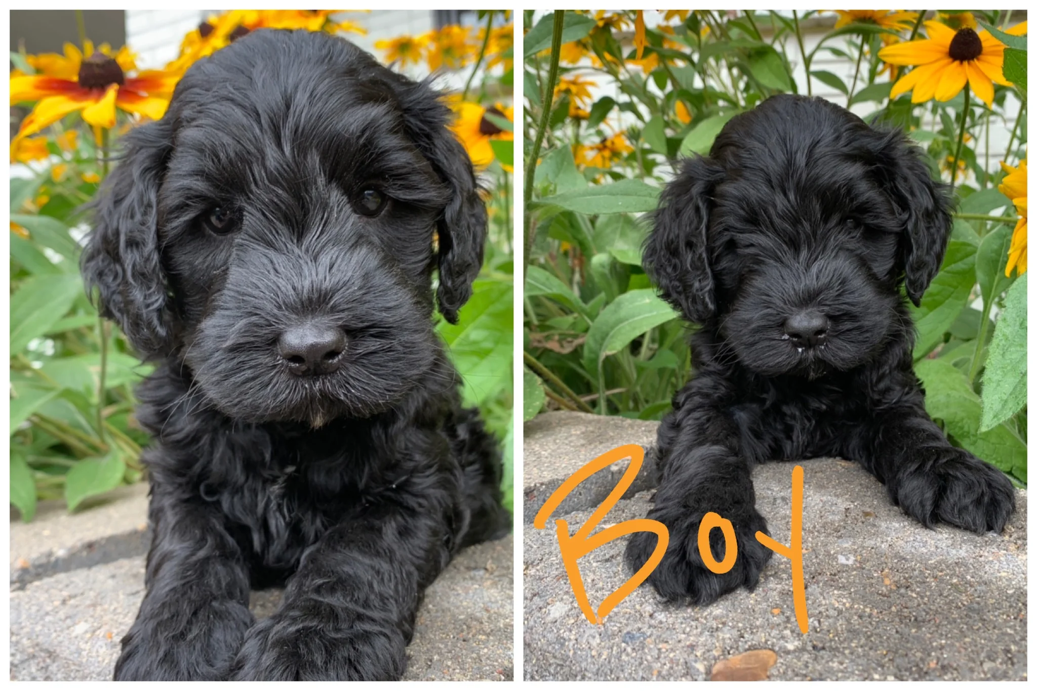 Pippa x Panda Puppies 