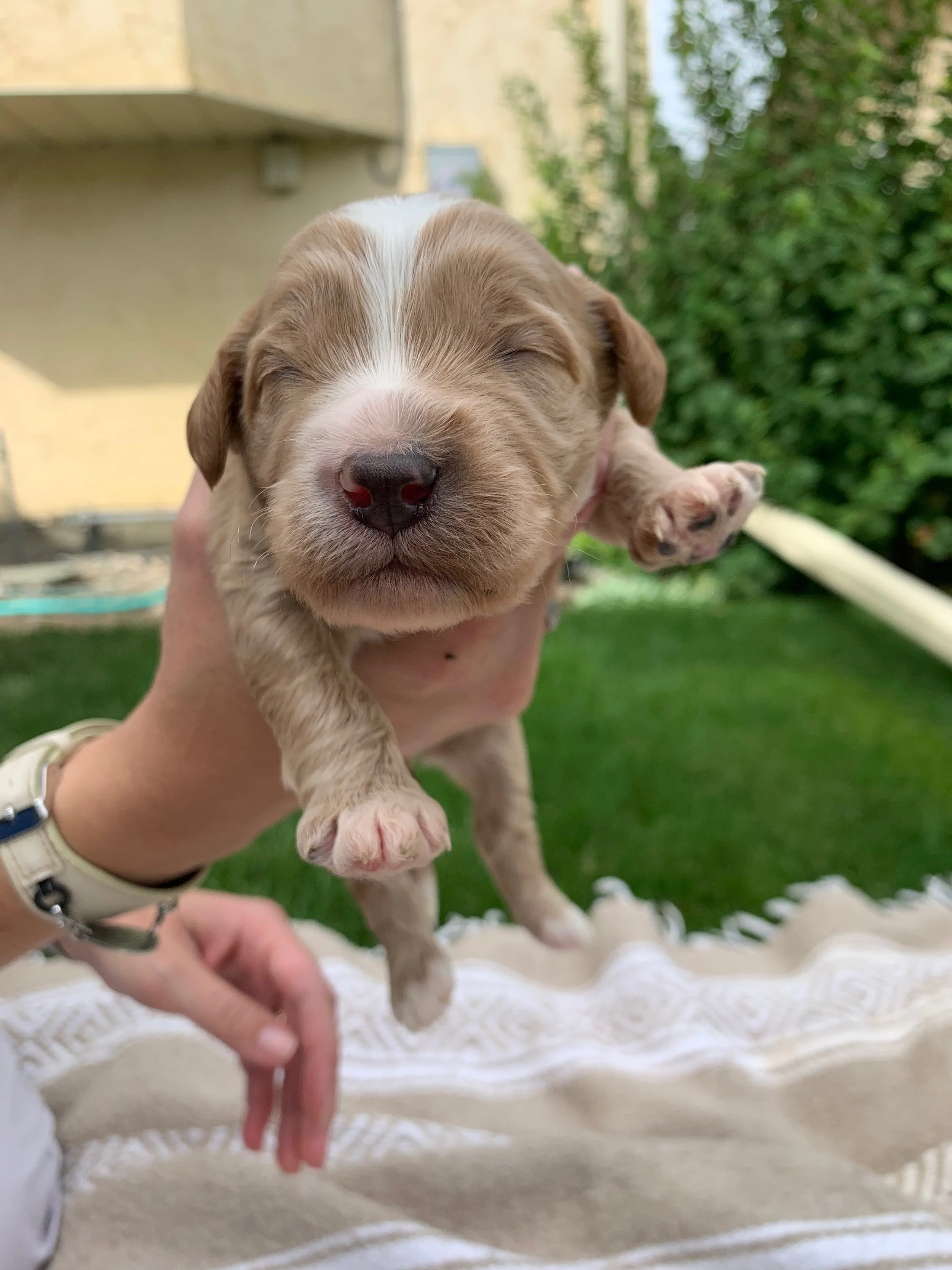 Hot News!! Nova x Molesley Pups     Arrived