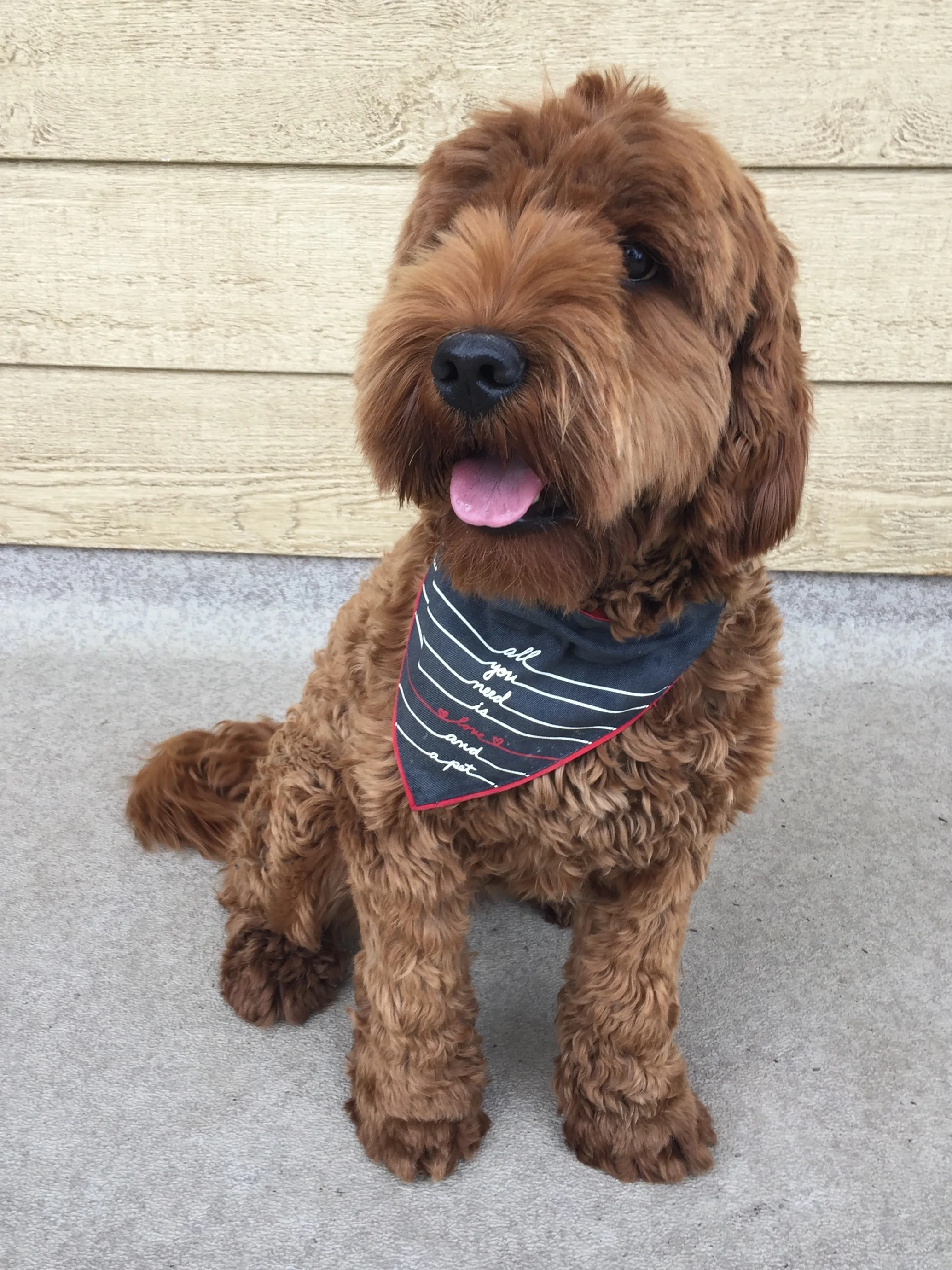 Winter/Spring Pups are Coming!