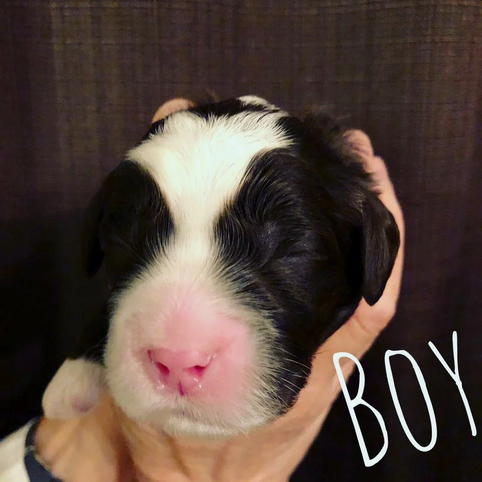 Gala Babies are Precious!  