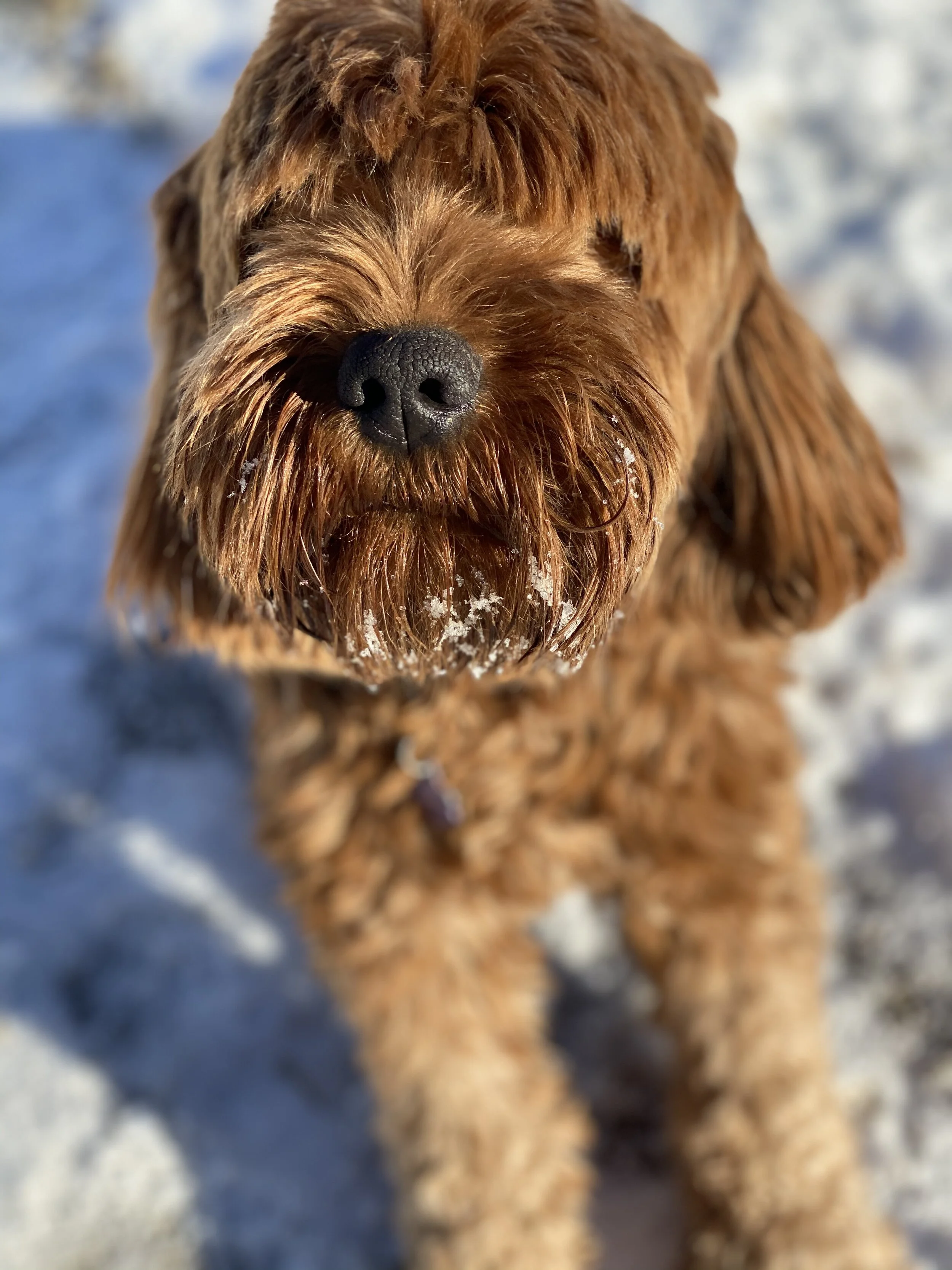 Coulee’s London x Molesley 6 weeks and counting…