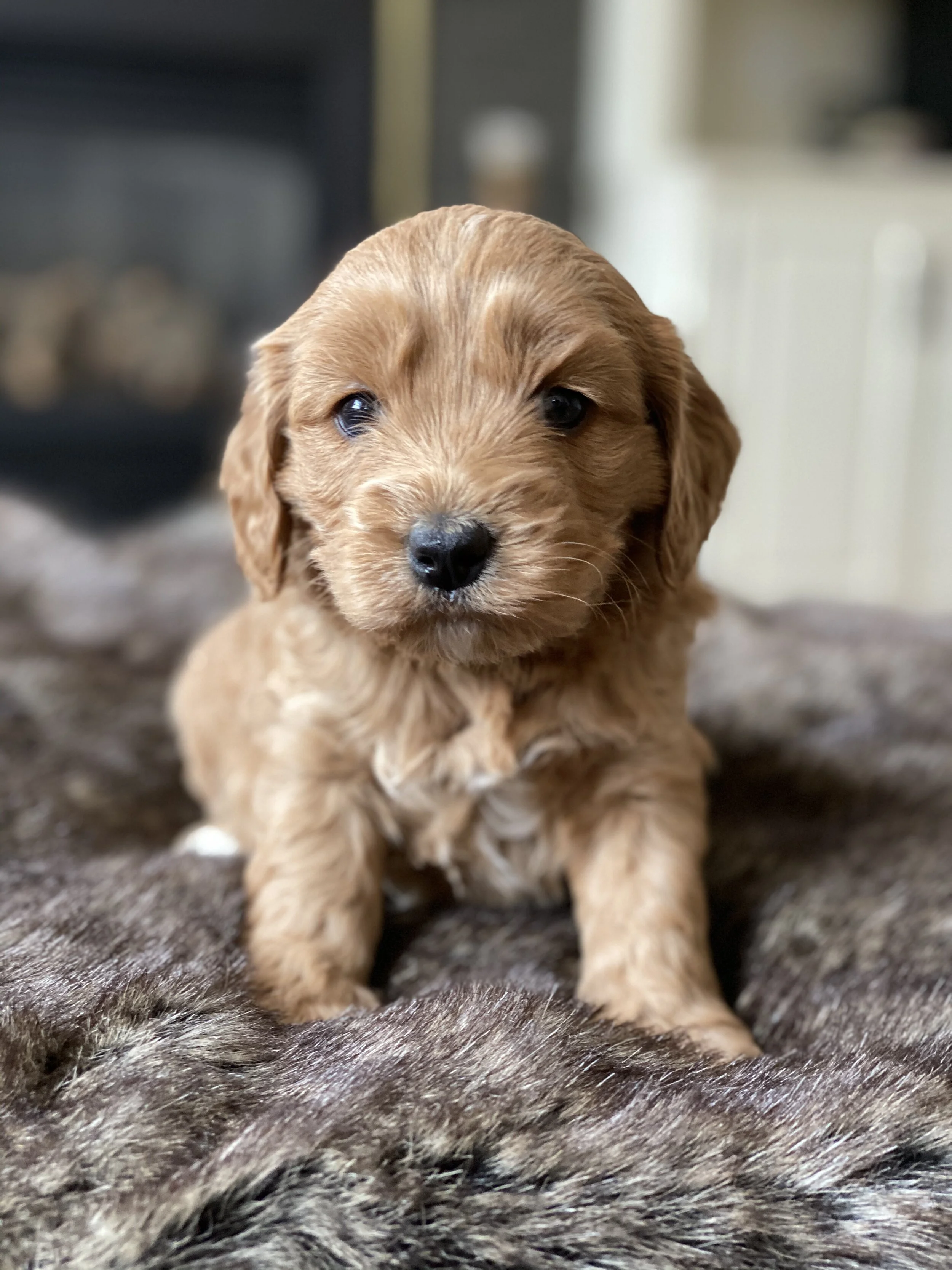 Coulee’s Millie x Prairie Cowboy Cash pups are 5 weeks!