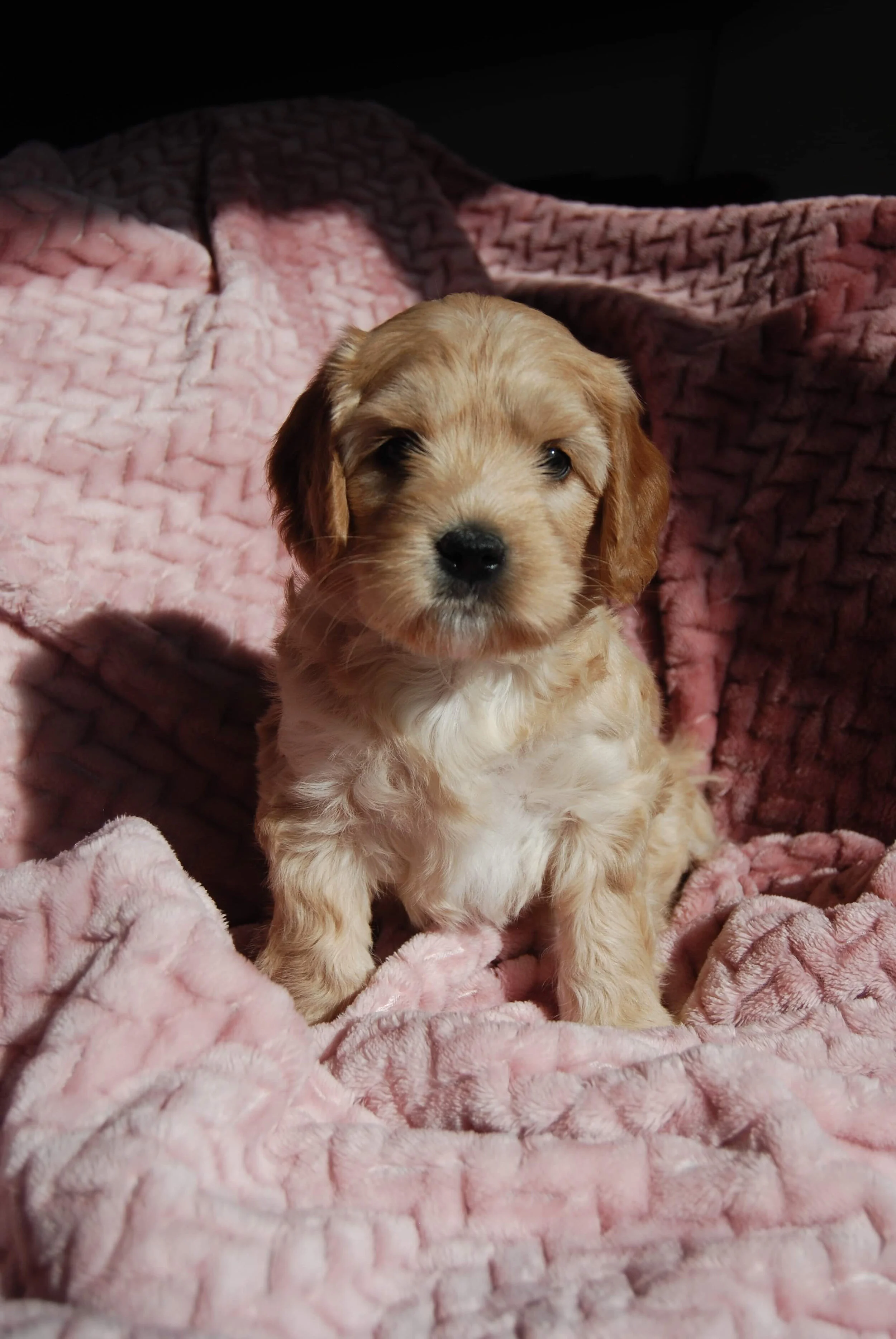 Coulee’s California Dream x Prairie Cowboy Cash Photo Shoot📸📷