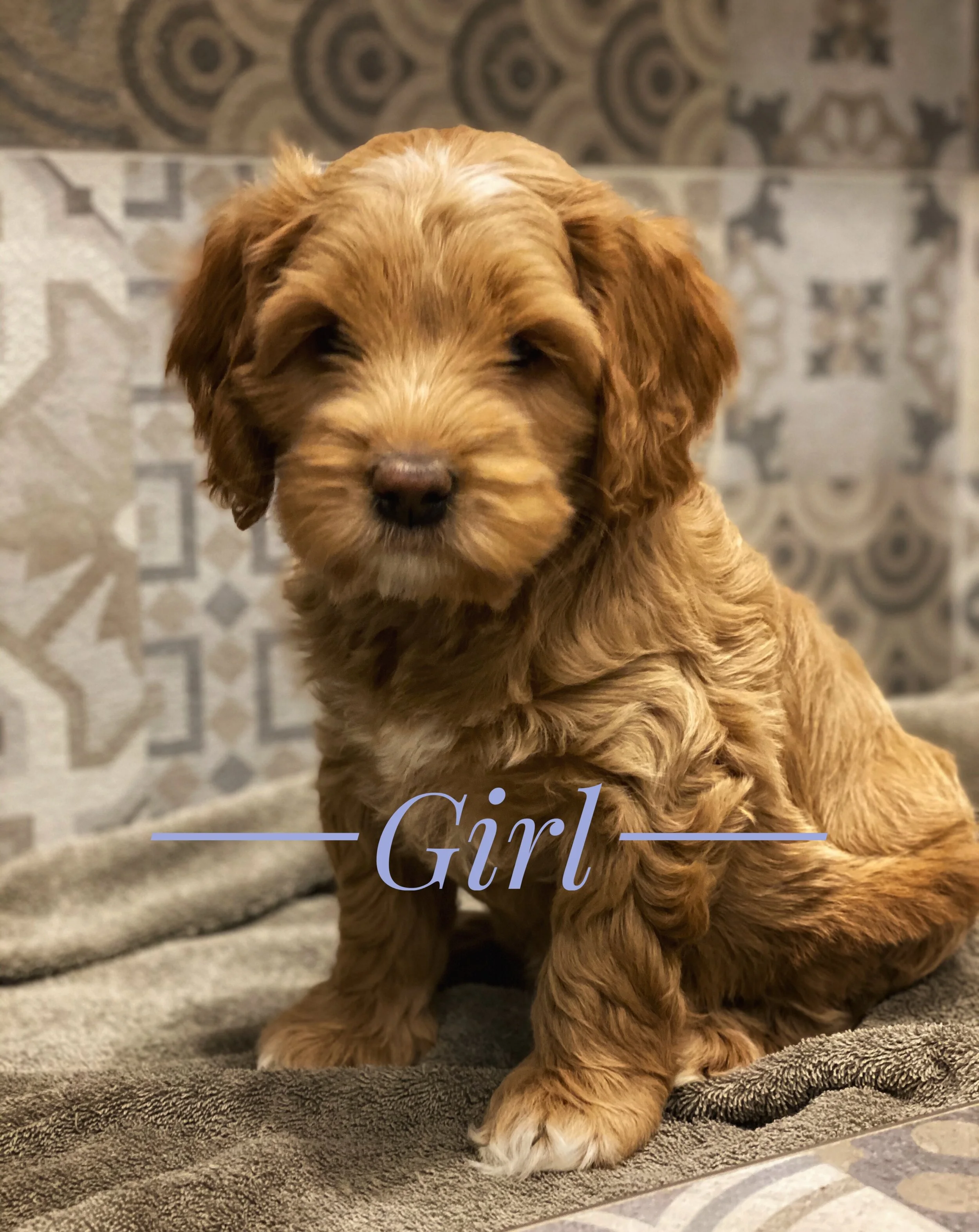 Coulee’s Million Dollar Baby x Prairie Cowboy Cash Pups are pure joy!