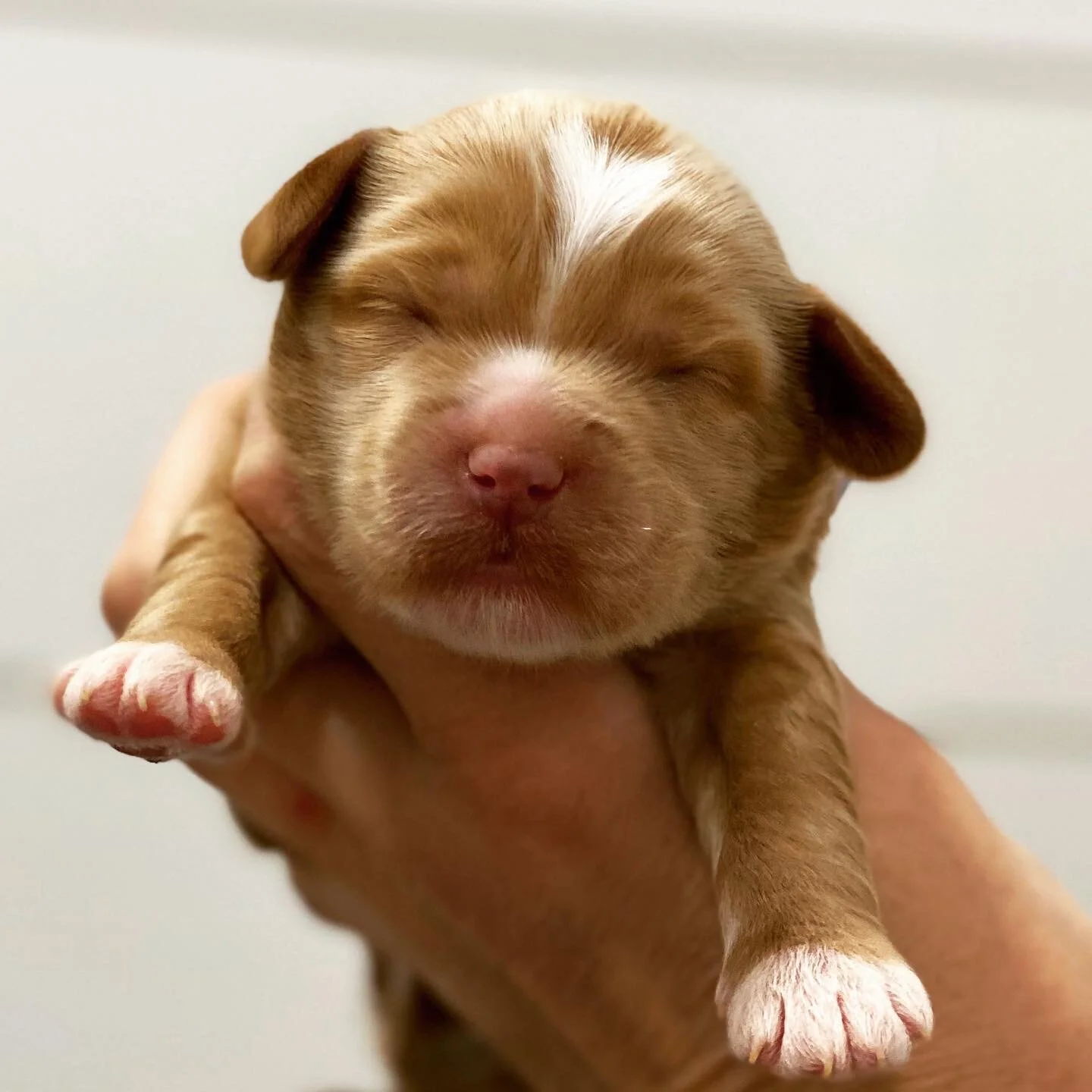 Coulee’s Bella x CVL Fenway