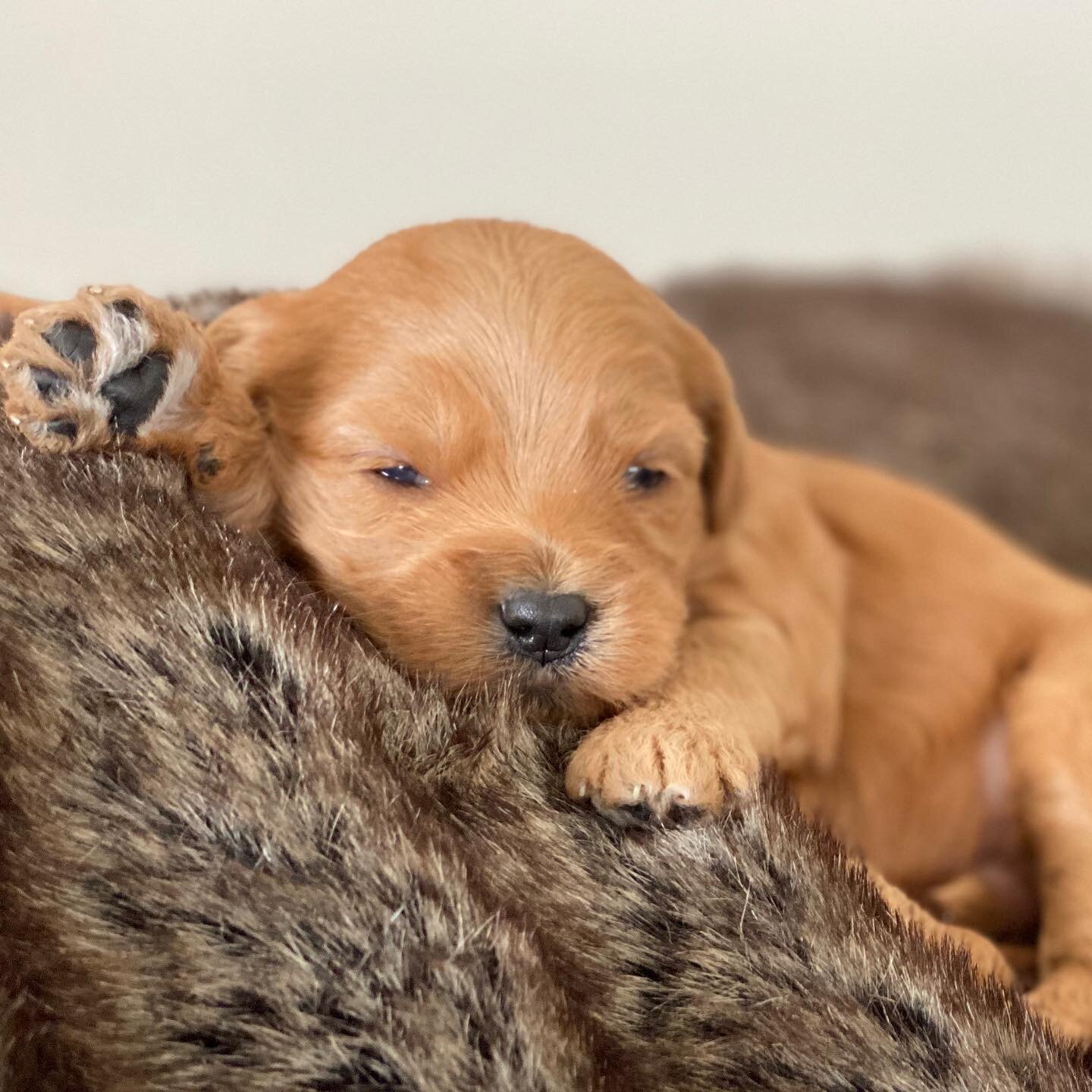 Bella x Fenway Pups are 3 weeks and counting...