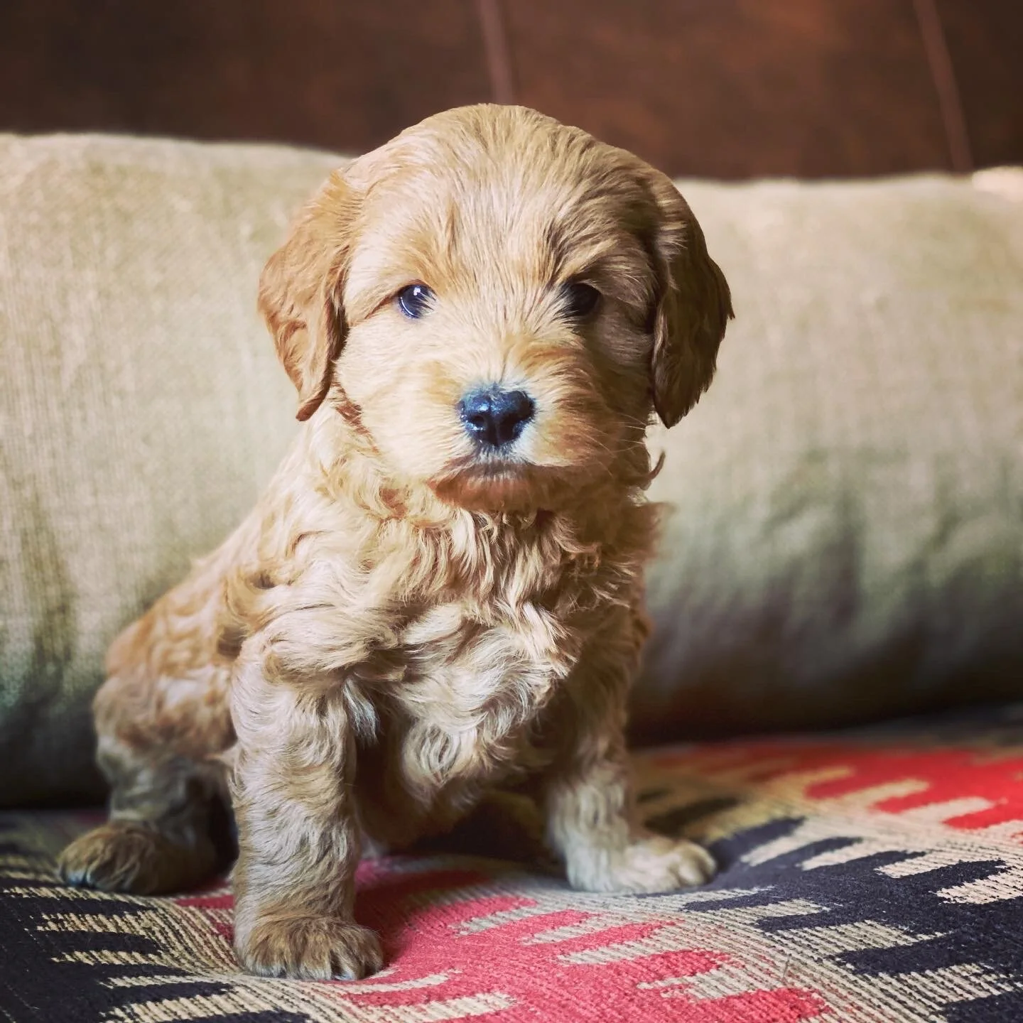 Coulee’s Bella x CVL Fenway 5.5 Week Photo Shoot📸