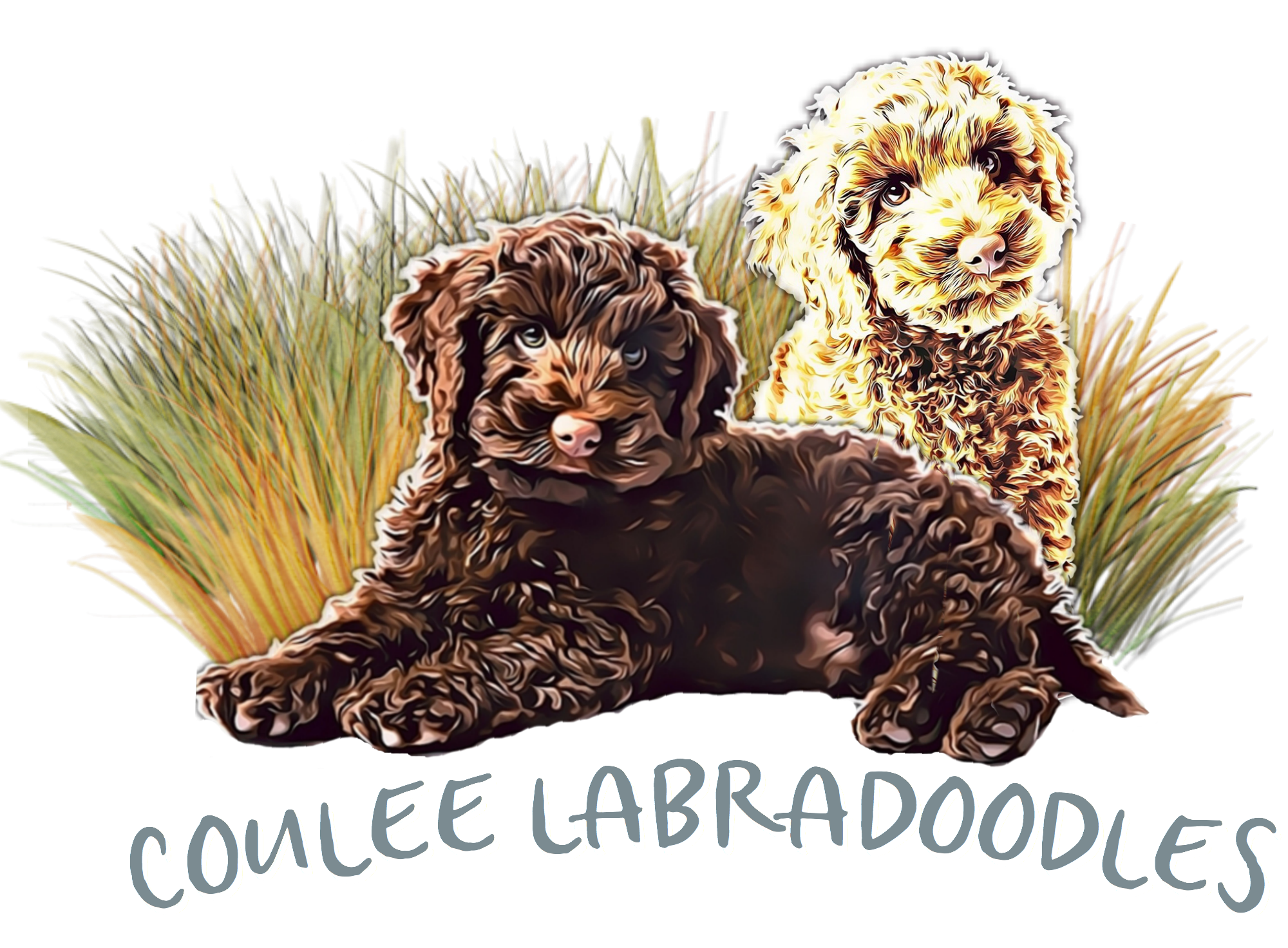 Coulee Labradoodles