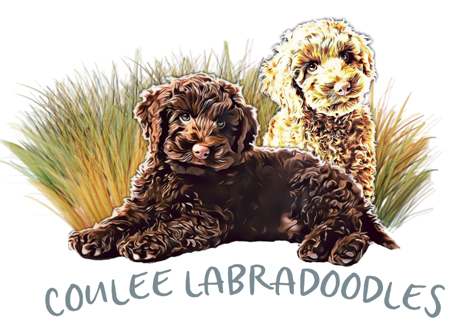 Coulee Labradoodles