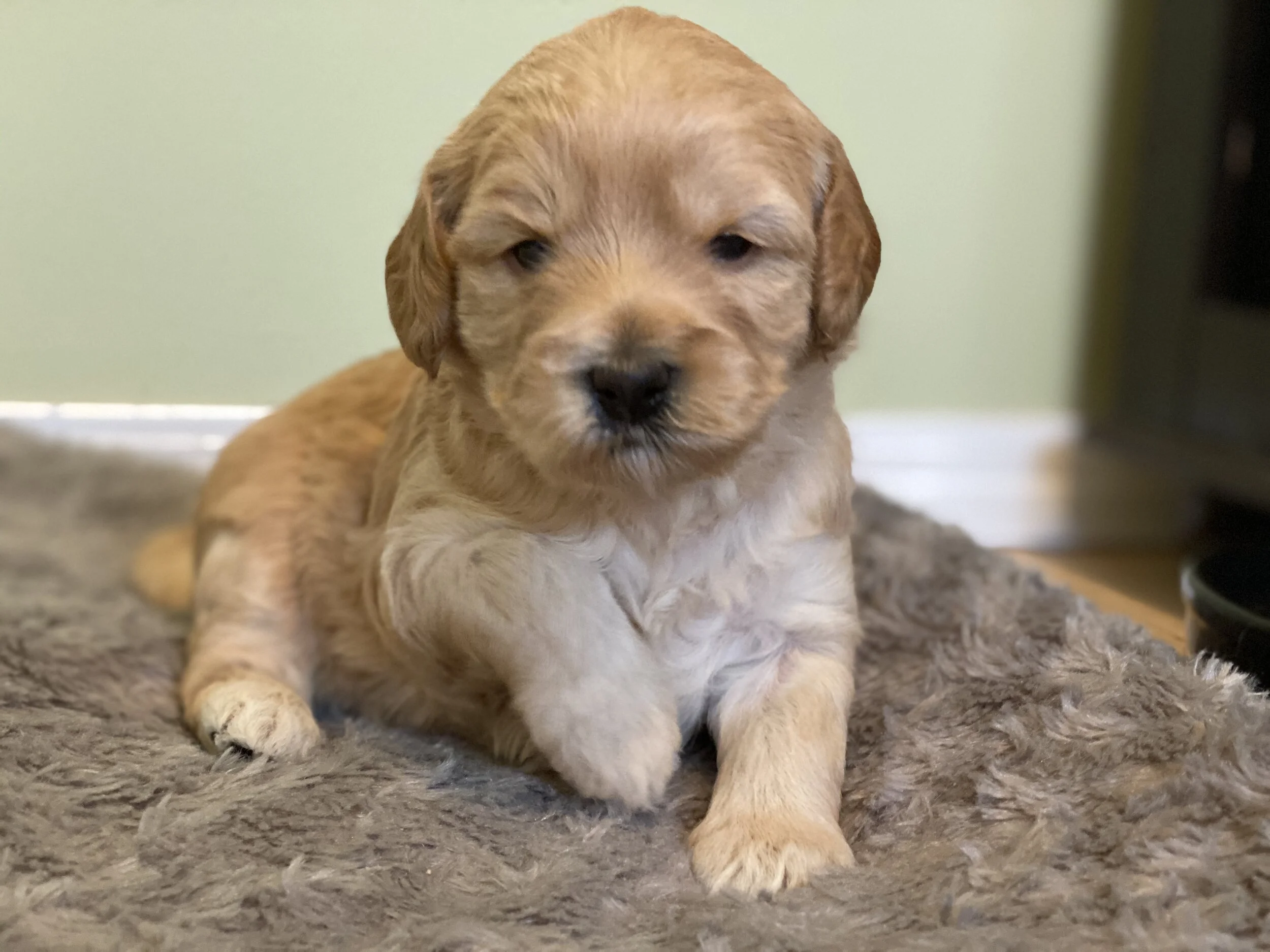 Matilda x Fenway 3 Week Photo Shoot 📸