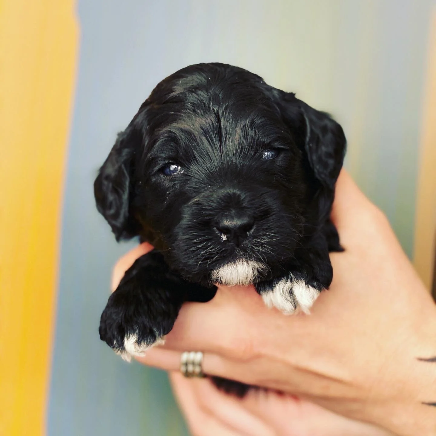 Macy x Panda Pups are 3 weeks old 🐶🐾