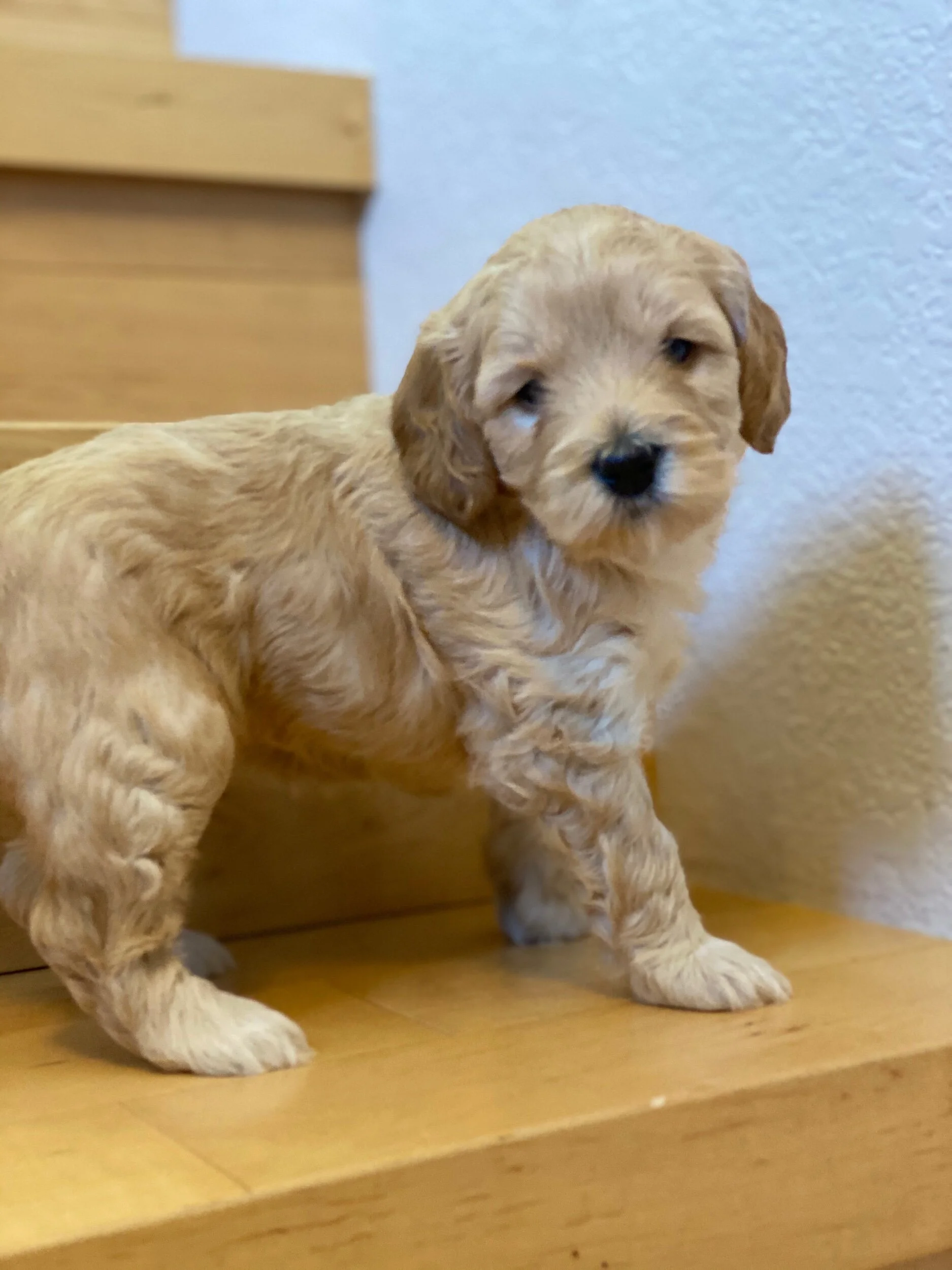 Matilda x Fenway, sweet Doodle Perfection 💕