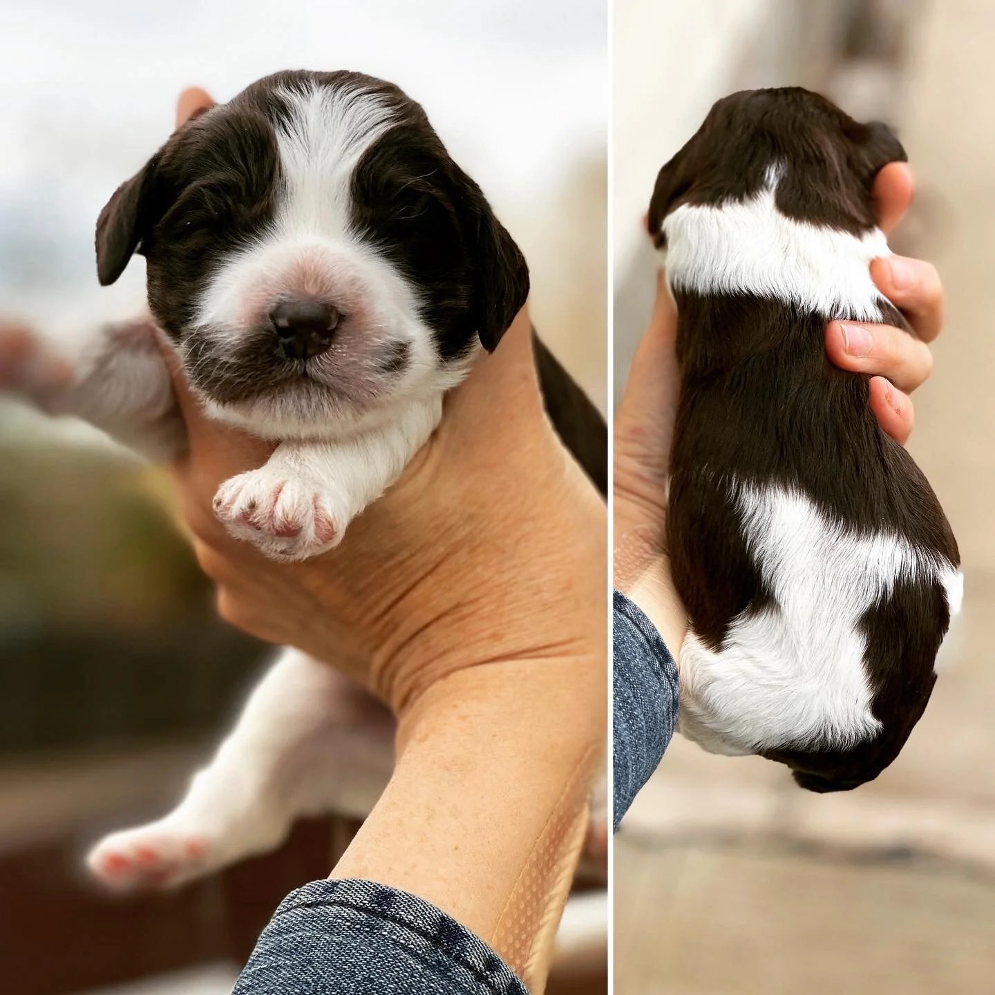 Coulee’s Willow x Tulatin River Jellybean 🐾