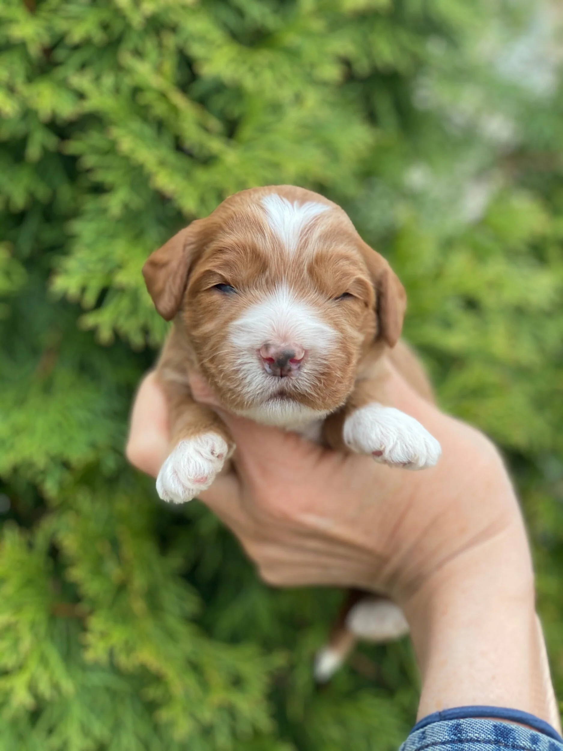 Coulee’s JellyBean x Cream Puff’s Molesley 🐶