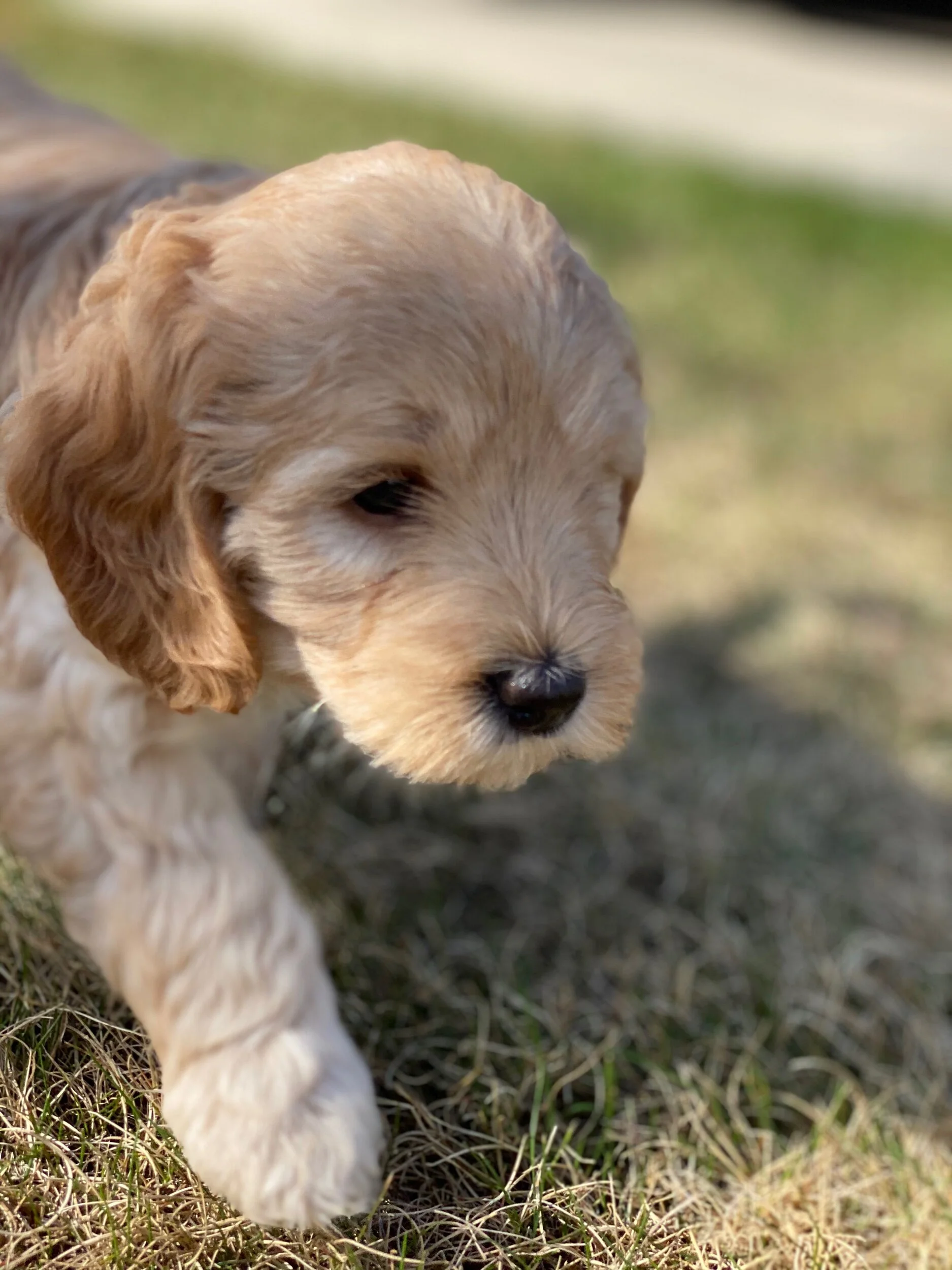 Matilda x Fenway Babes🐾❤️