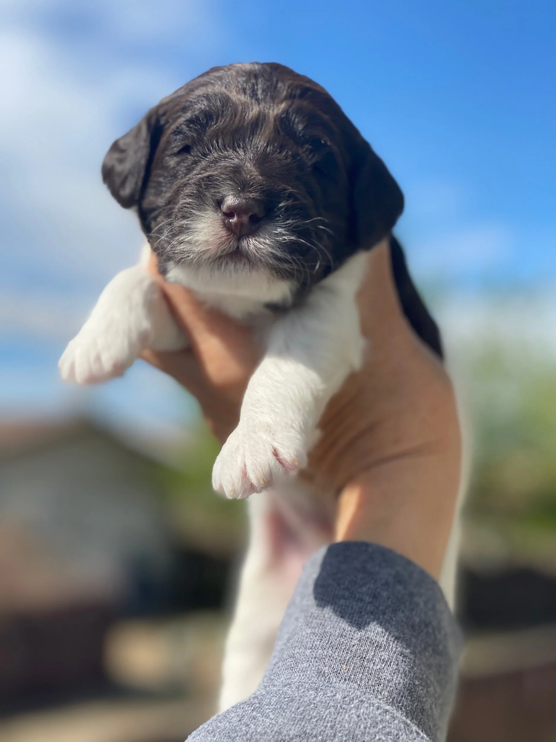 Coulee’s Willow x Tulatin River Jellybean