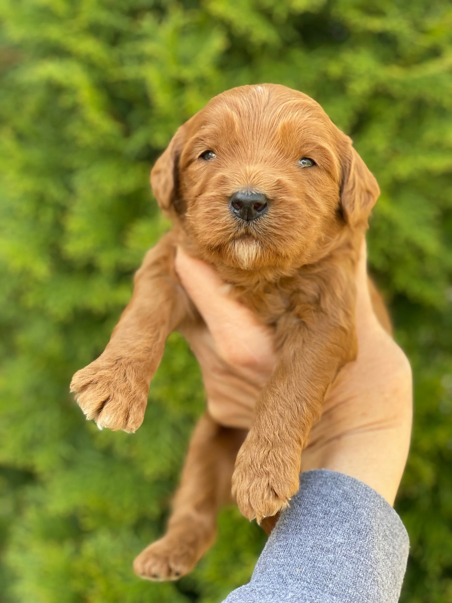 Coulee’s JellyBean x Cream Puff’s Molesley