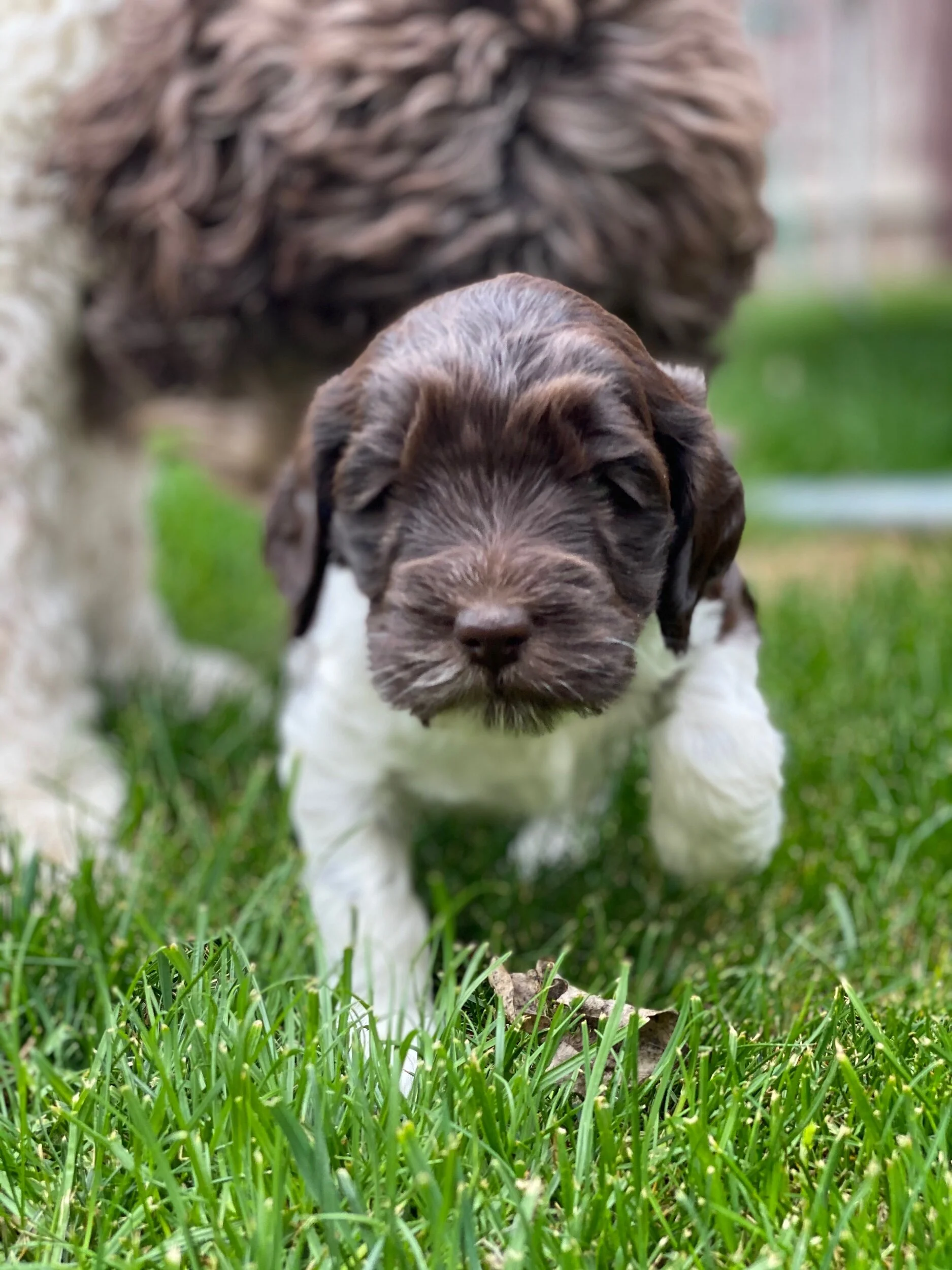 Coulee’s Willow x Tulatin River Jellybean Babies 5 week Photo Shoot 📷📸