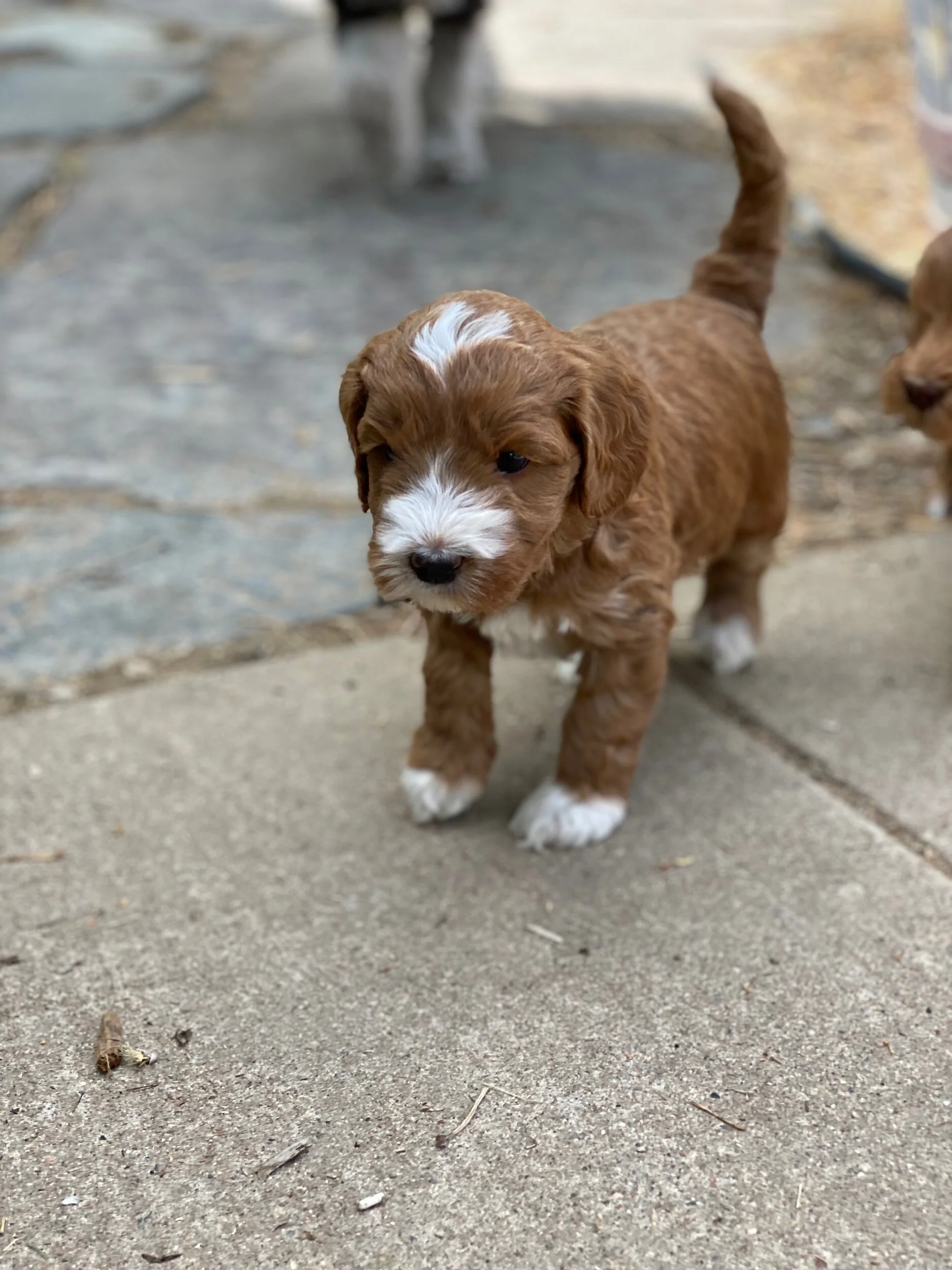 Coulee’s JellyBean x Cream Puff’s Molesley 5 week Photo 📸 Shoot