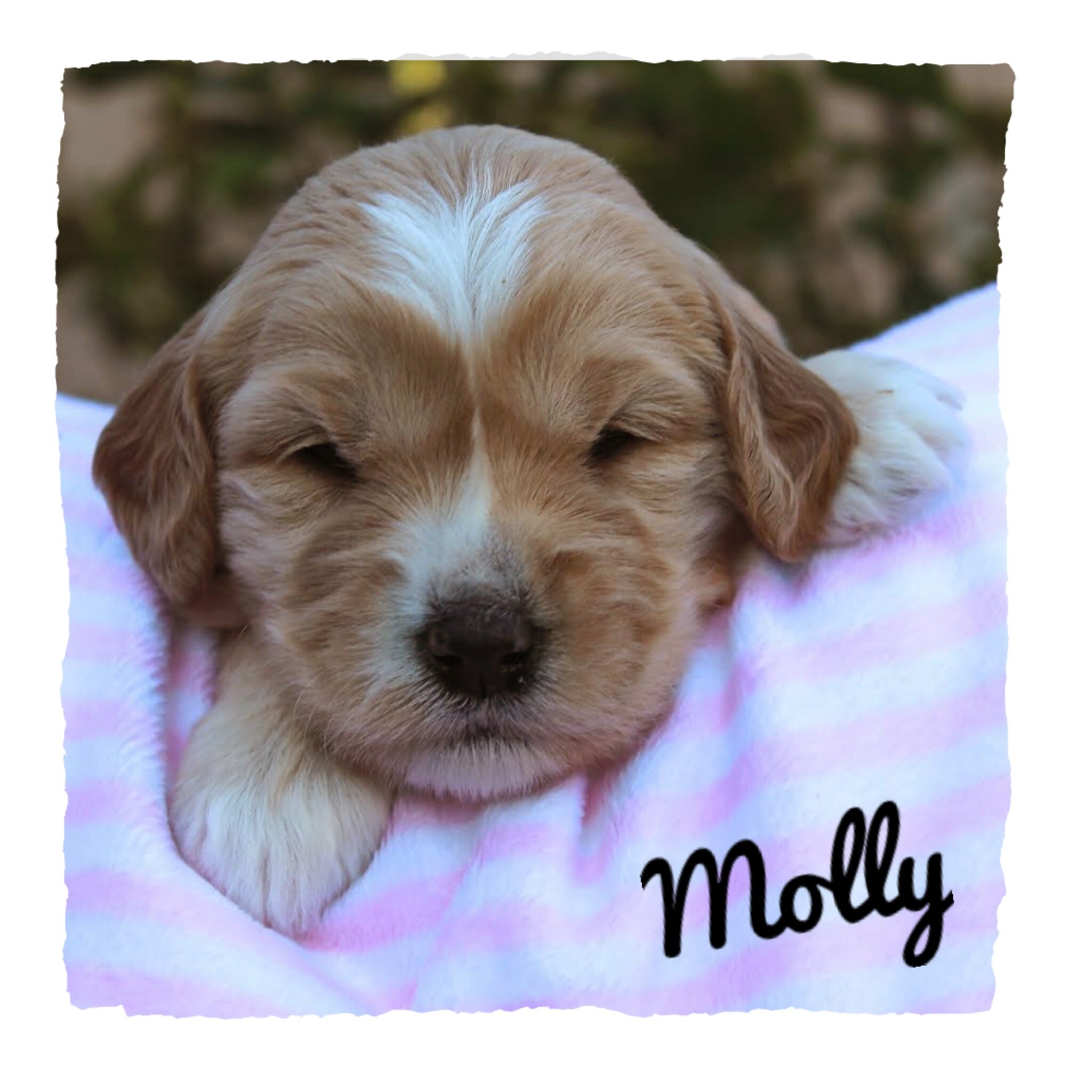 Coulee Marley x Coulee Denver ❤️ 3 Weeks