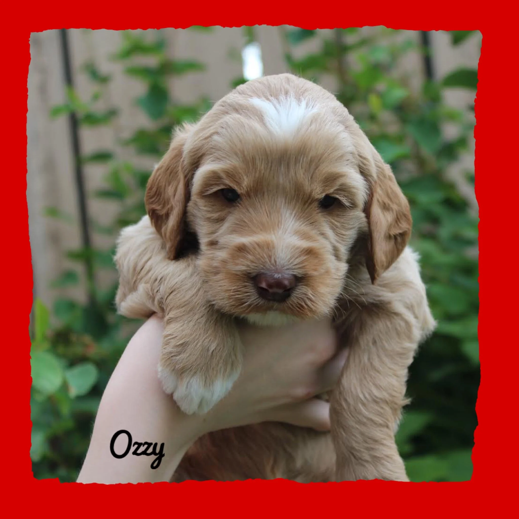 Coulee’s Marley x Coulee’s Denver 4 week Photo Shoot🐾❤️