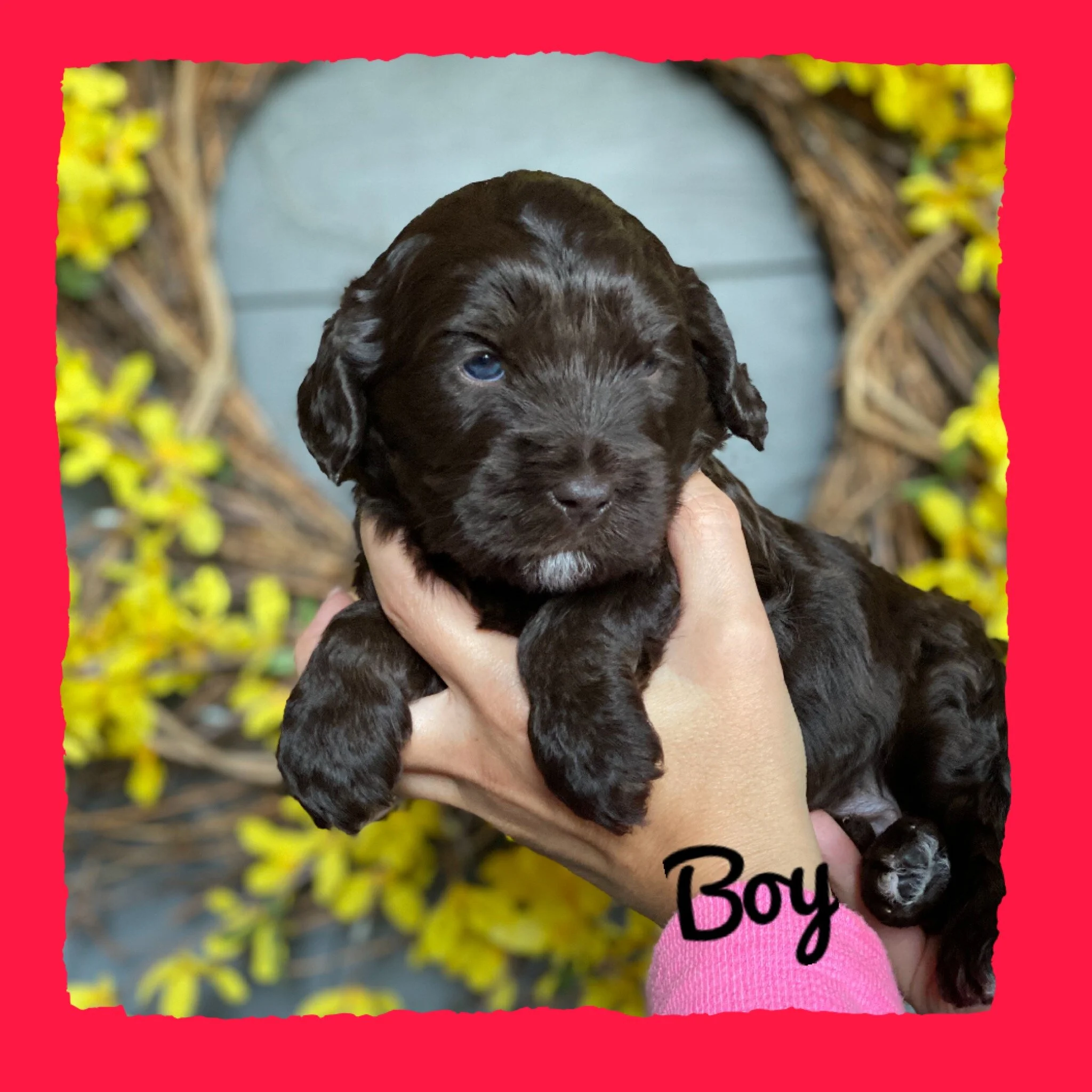 Blueberry Cottage Ellie x Coulee’s Denver 4 week photo shoot!