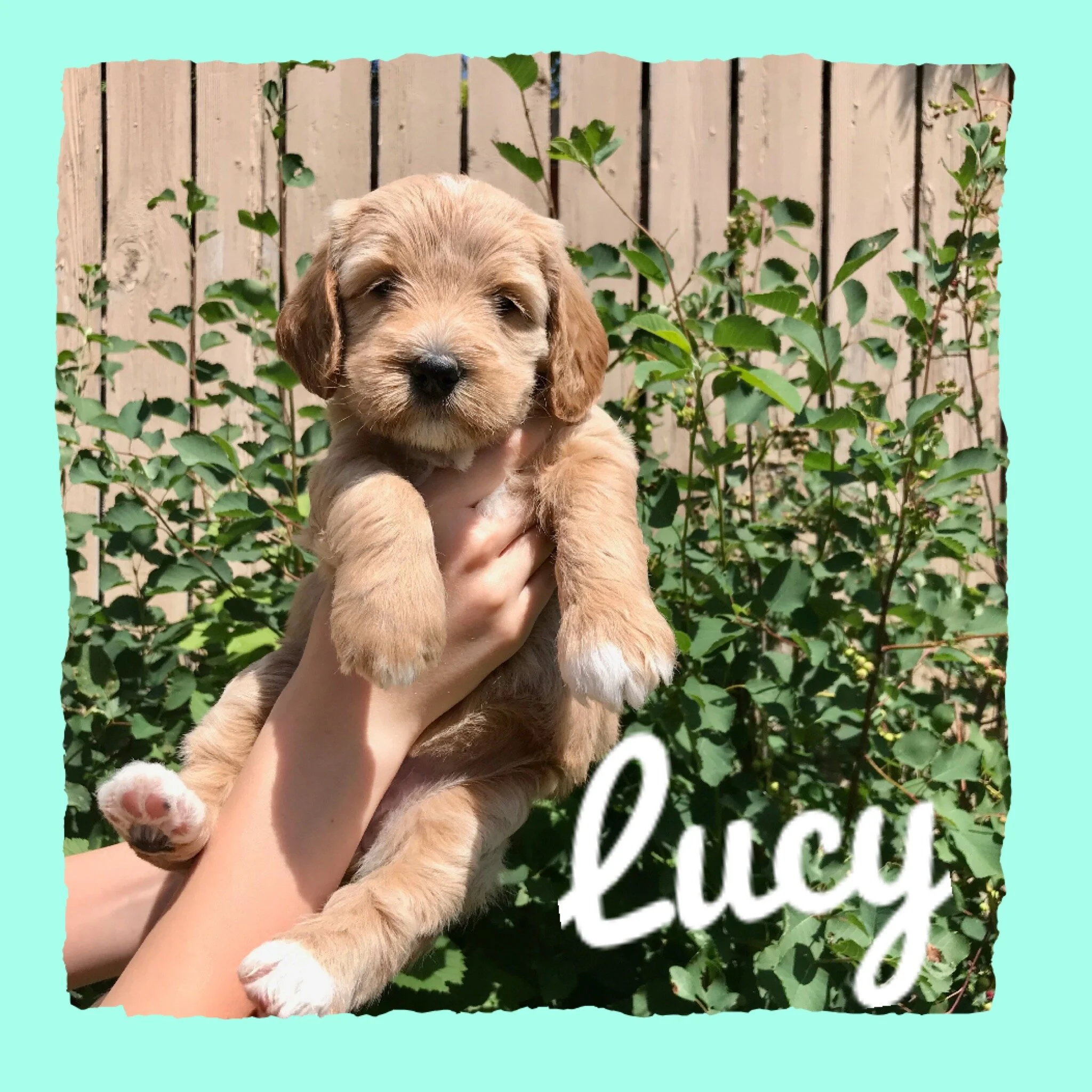 Coulee’s Marley x Coulee’s Denver Photo Shoot!