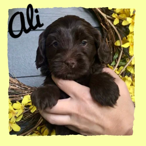 Blueberry Cottage Ellie X Coulee S Denver Coulee Labradoodles
