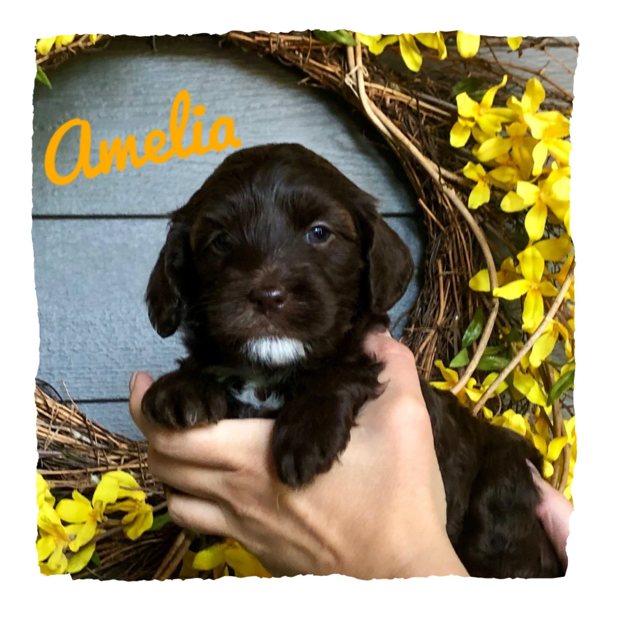 Blueberry Cottage Ellie x Coulee’s Denver ❤️