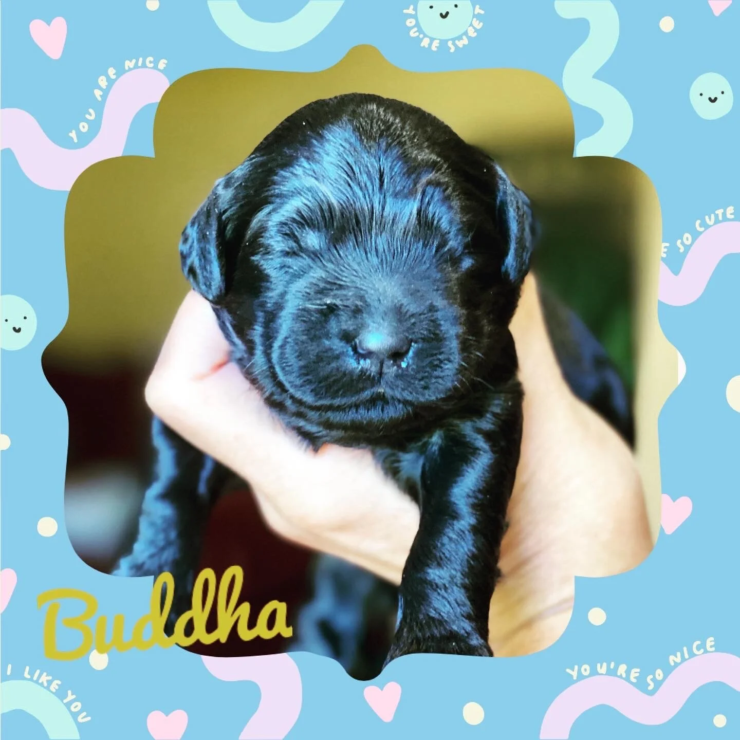 Coulee’s Gala x Nielly’s Dexter-1 week and counting ❤️