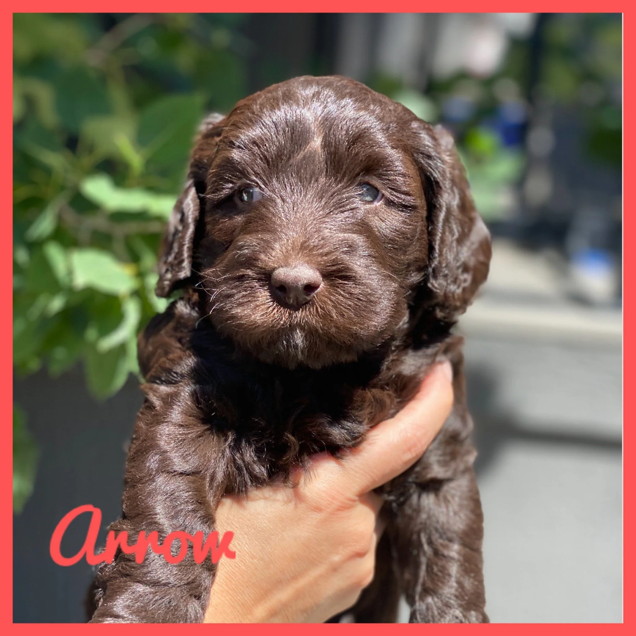 Blueberry Cottage Ellie x Coulee’s Denver