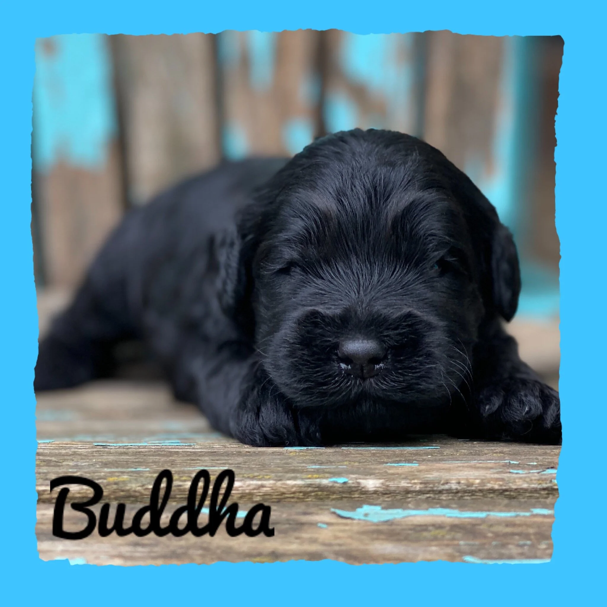 Coulee’s Gala x Neilly’s Dexter