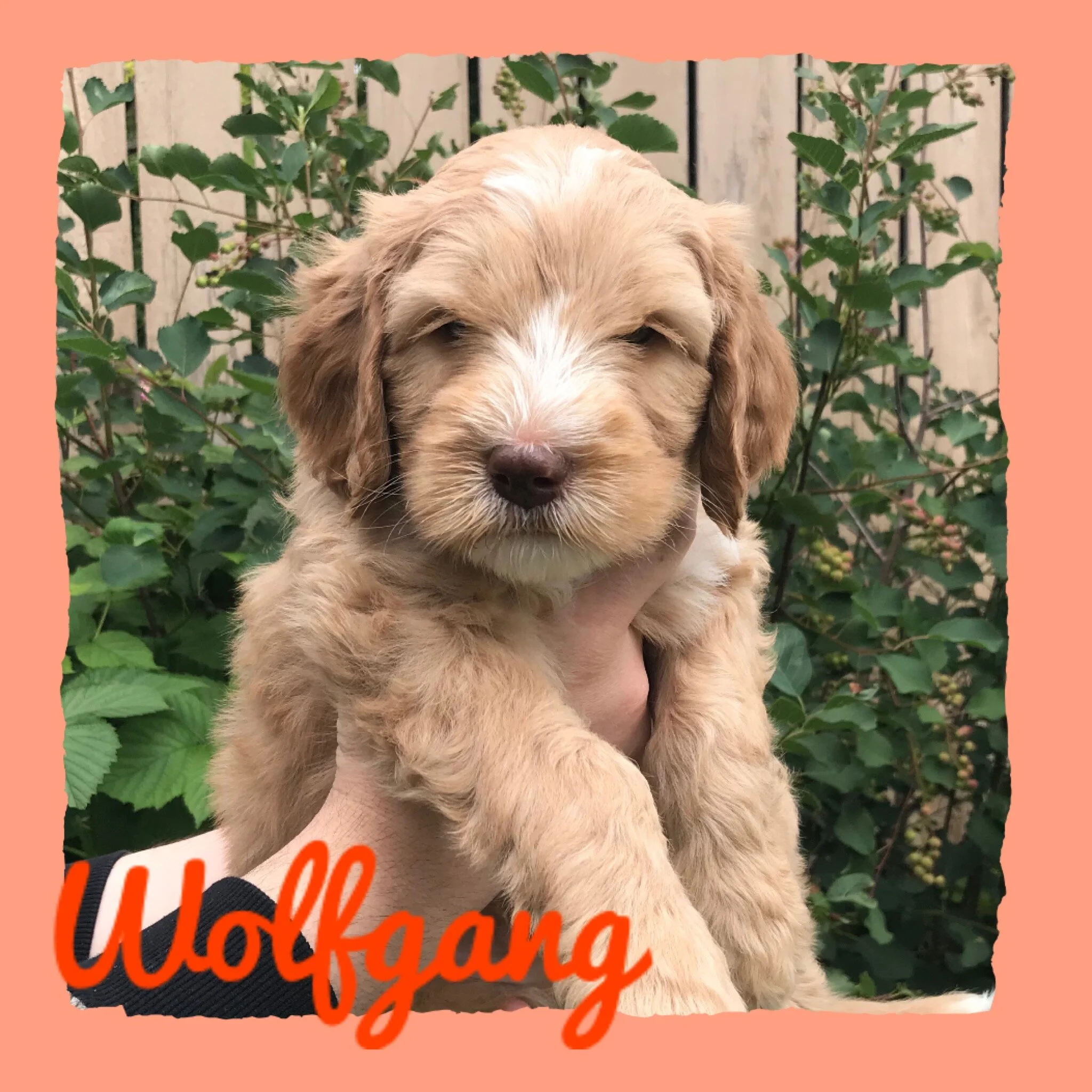 Coulee’s Marley x Coulee’s Denver 🐾❤️