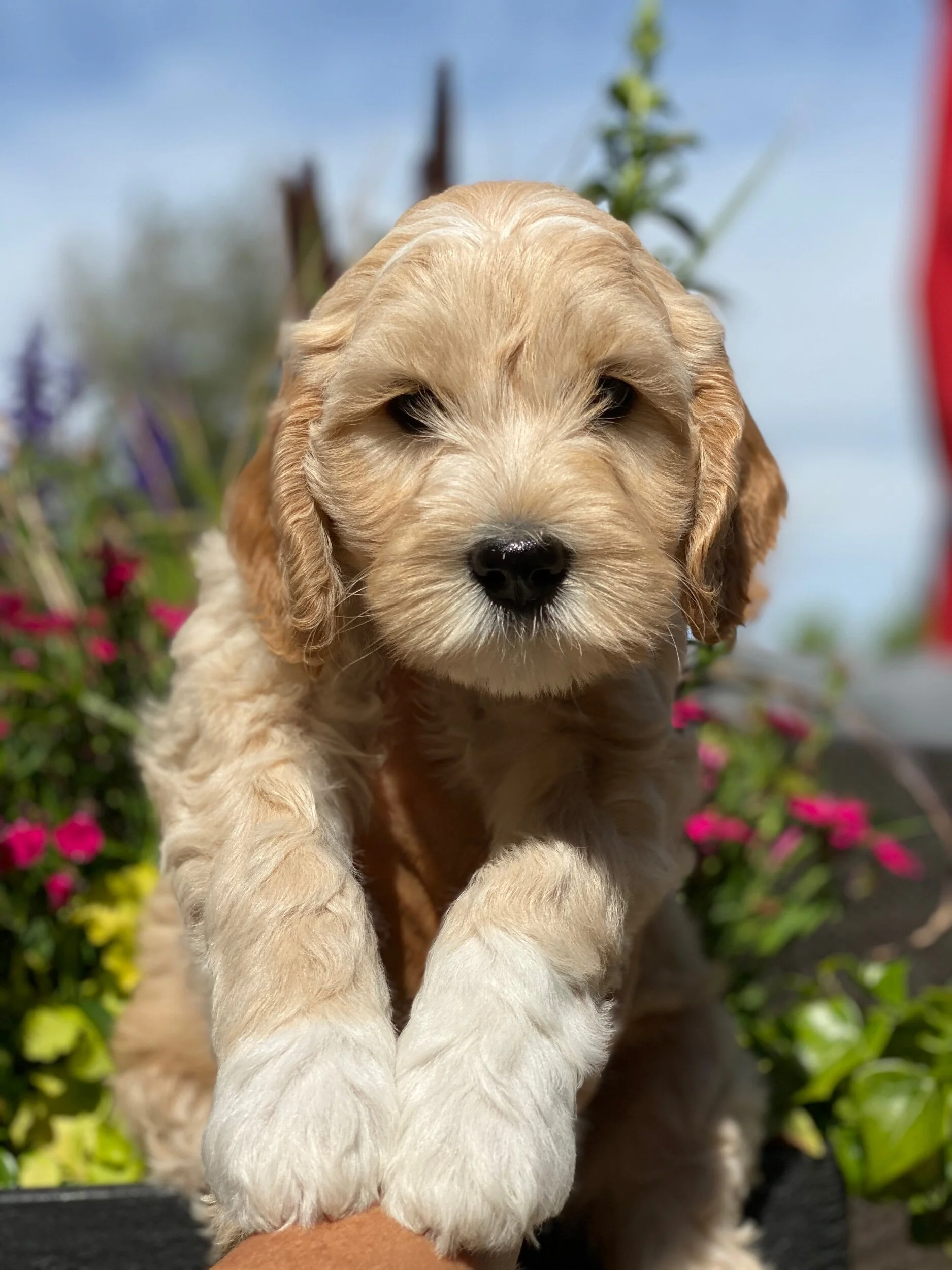 Marley x Denver Crew!